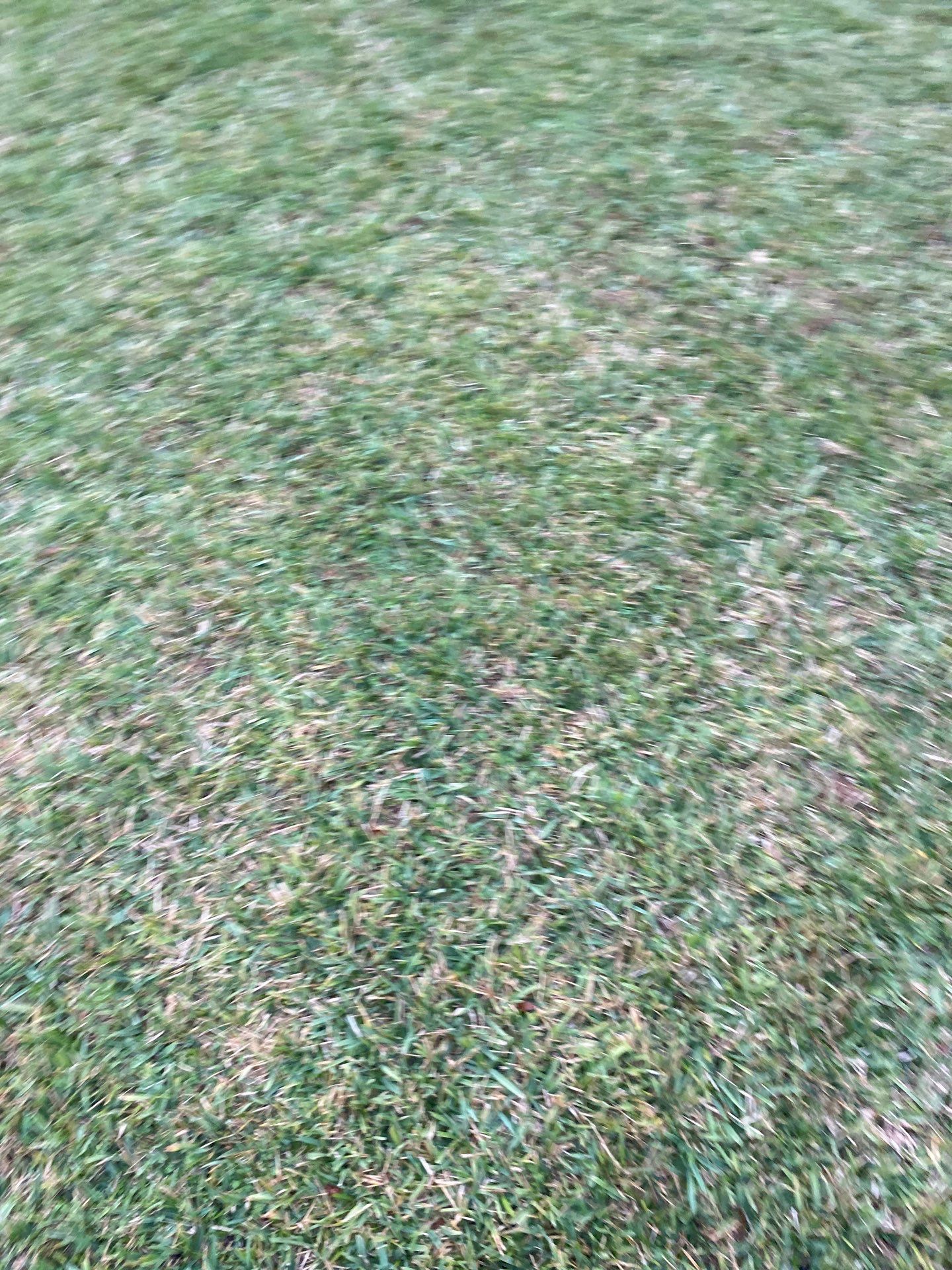 Deerwood | Live Oak Planting Project  by ProGreen Services