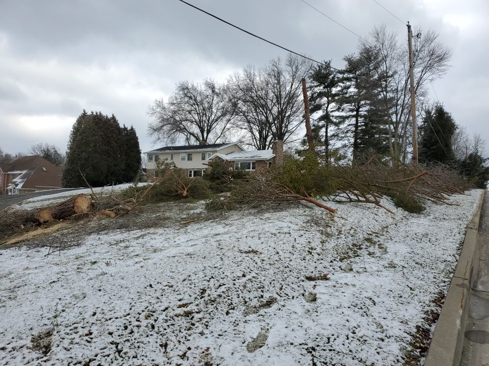 Tree Removal using Tree Removal by Mike Jones & Sons Tree Service LLC 
