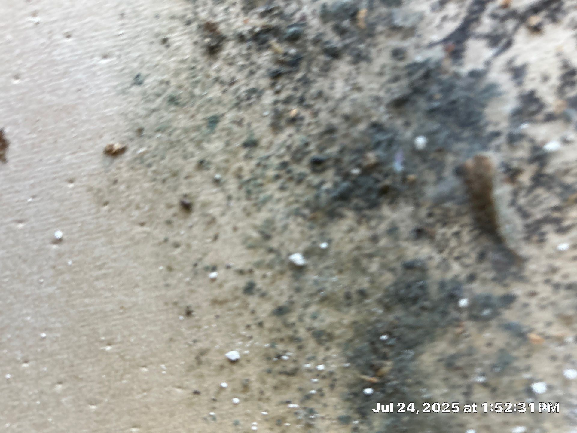Mold Inspection & Mold Removal In St. Petersburg, FL by Ampm Restoration Services