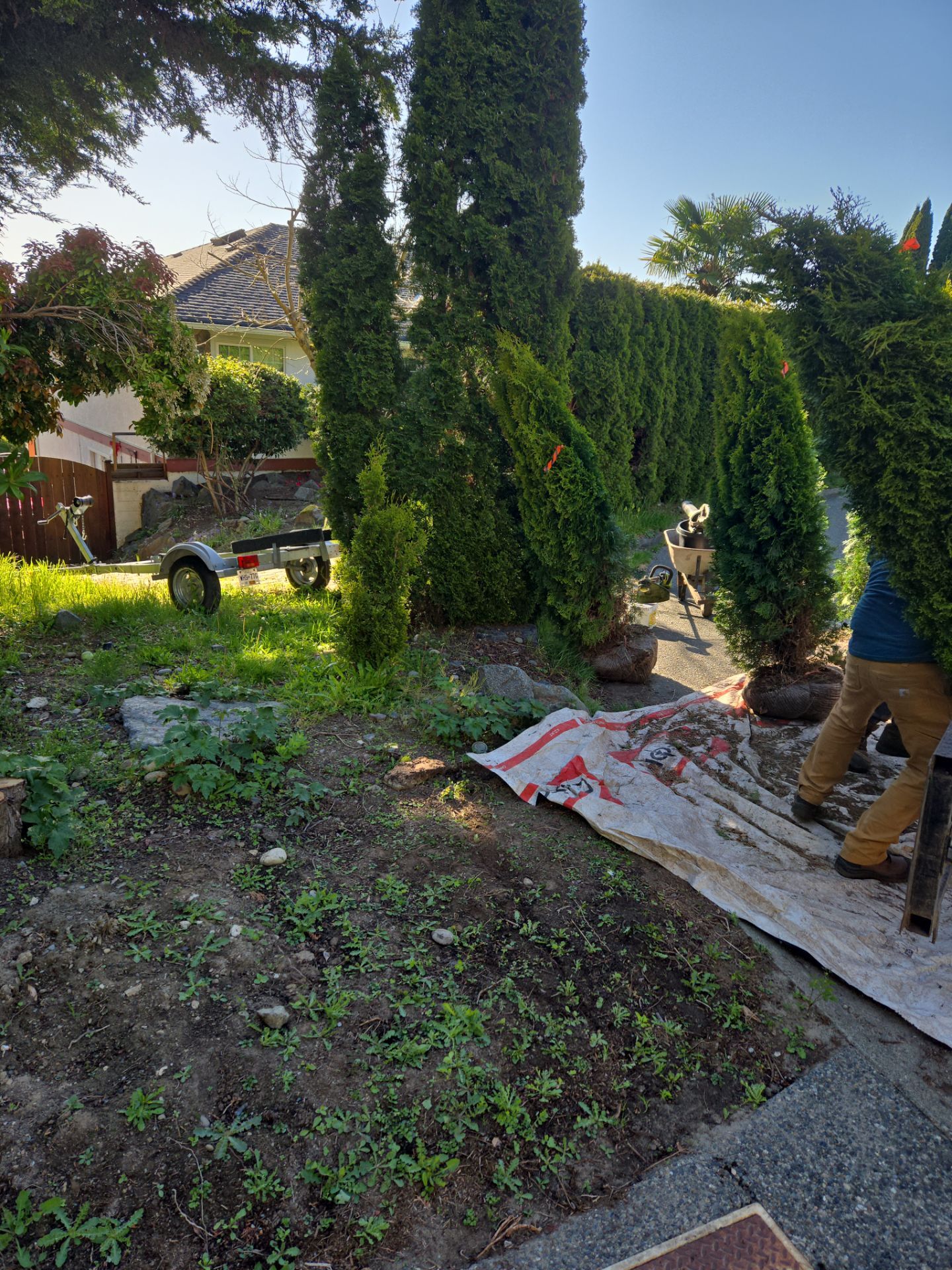 Hedge Installation – Privacy Enhancement and Visual Framing by Habanero Garden and Exterior Care