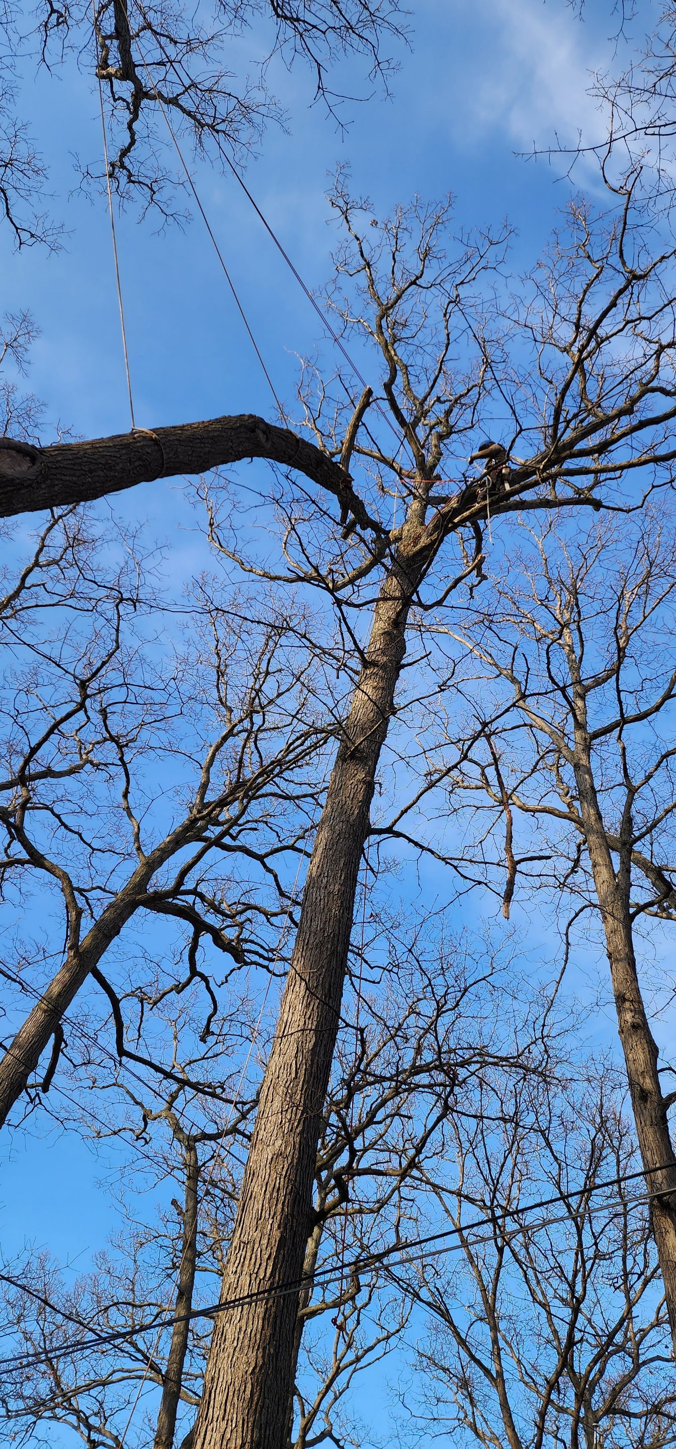 Emergency Job: Uprooted tree with root rot by Treeman Tom LLC