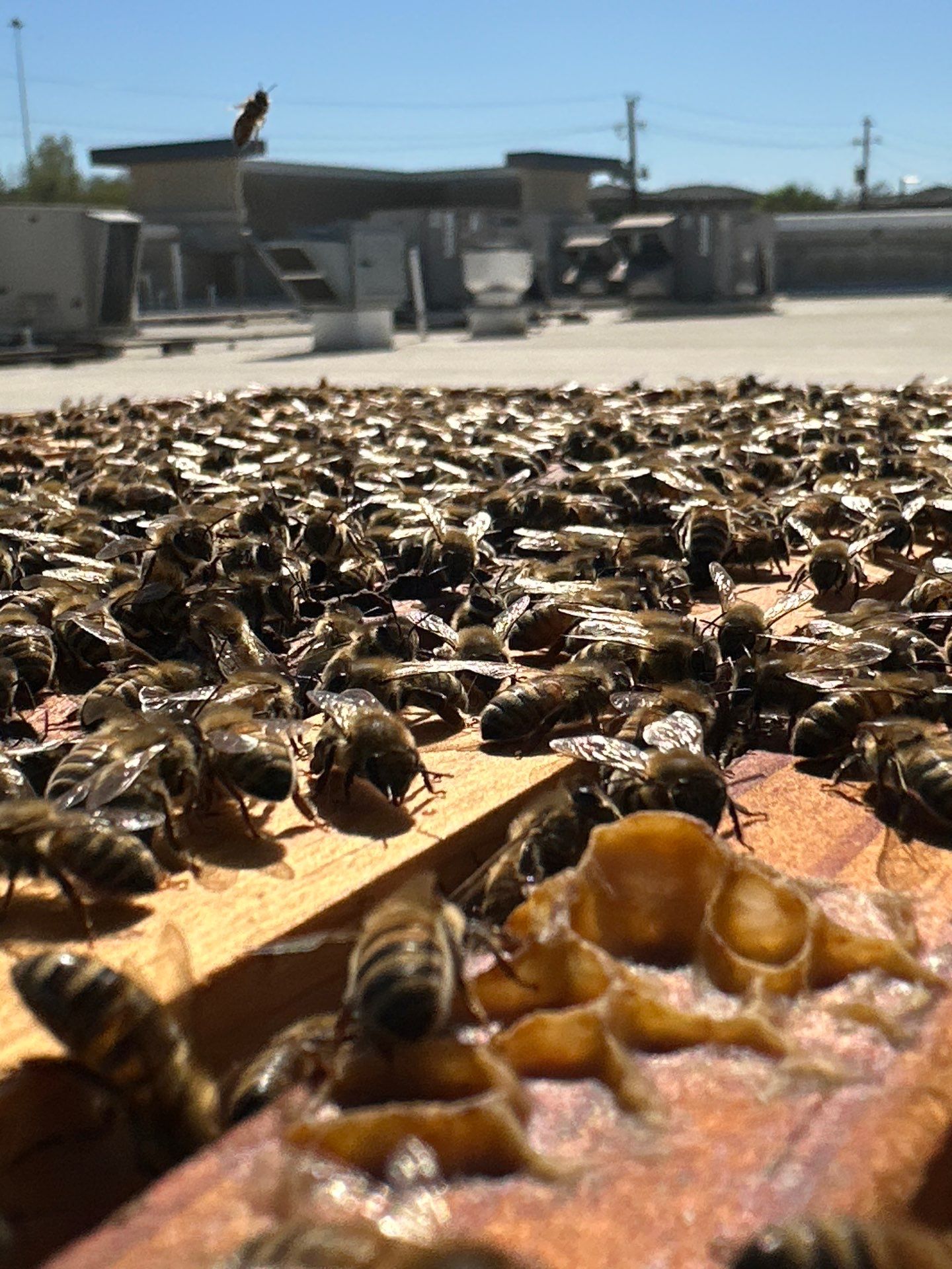 Anchovies on your Apiary by Rockwall Honey Bee Company