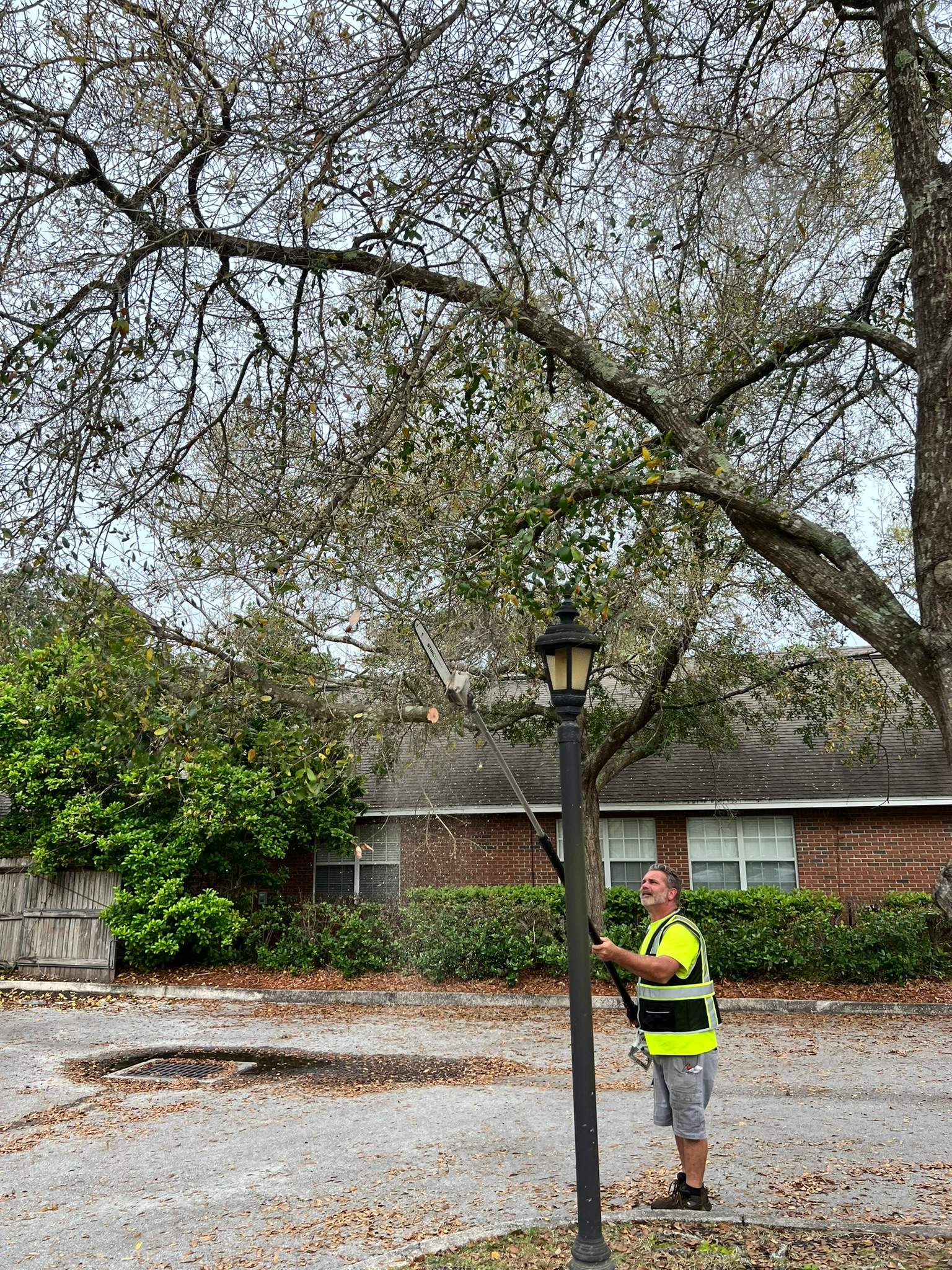 Tree Work | Great Expressions Dental by ProGreen Services
