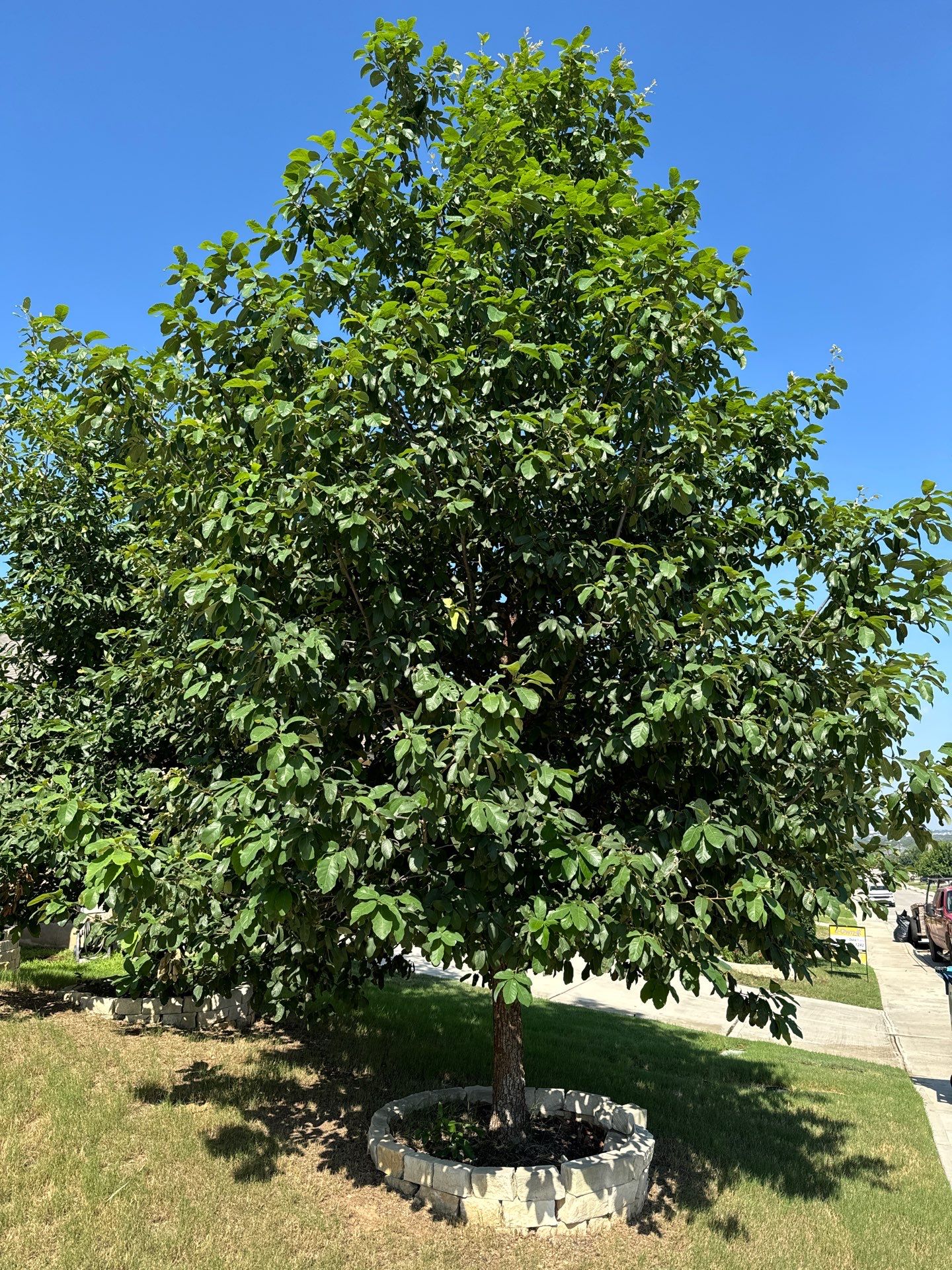 Wortham Oaks - San Antonio, TX by Hole In One Lawns, LLC