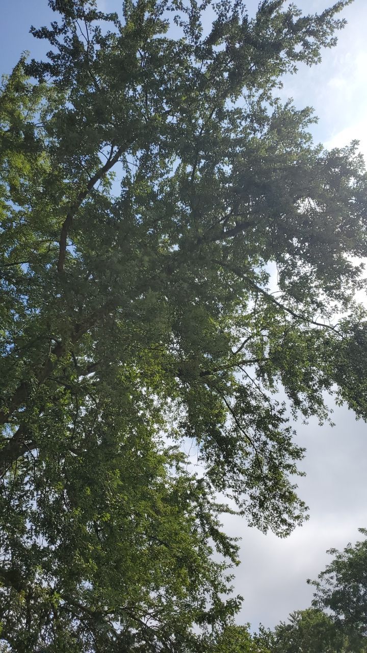 Tree Removal by Mike Jones & Sons Tree Service LLC 