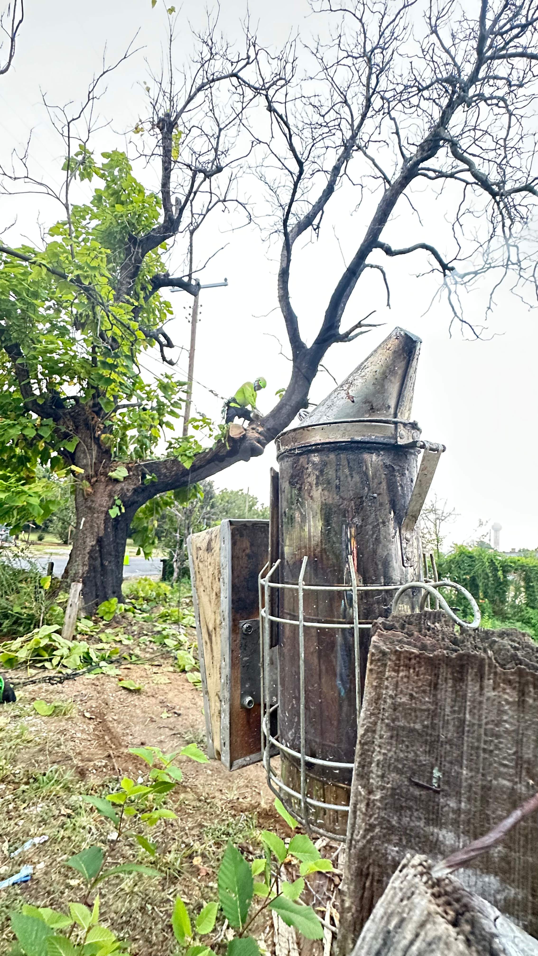 City Tree Company  by Rockwall Honey Bee Company