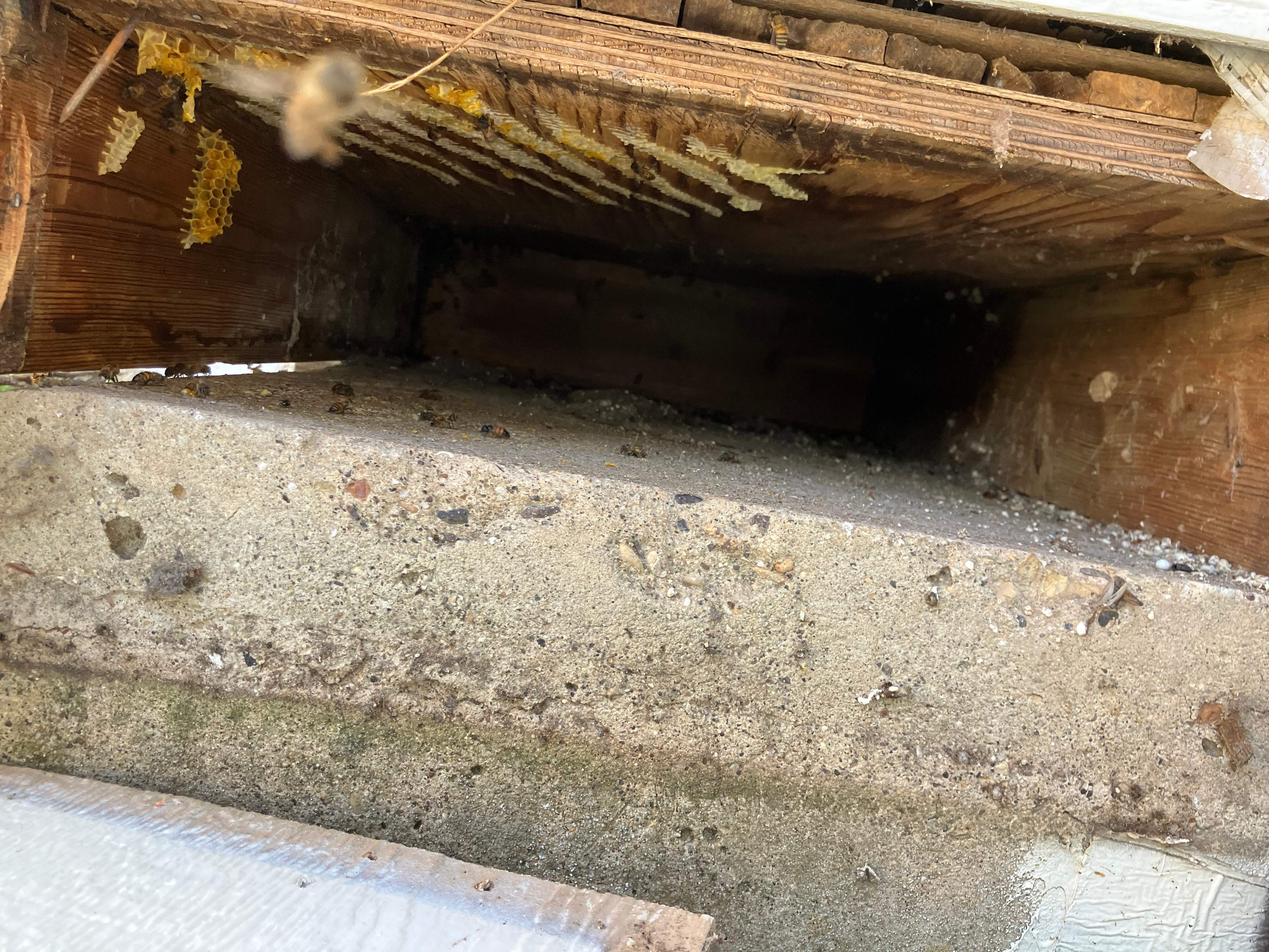 Bees Handled by Rockwall Honey Bee Company