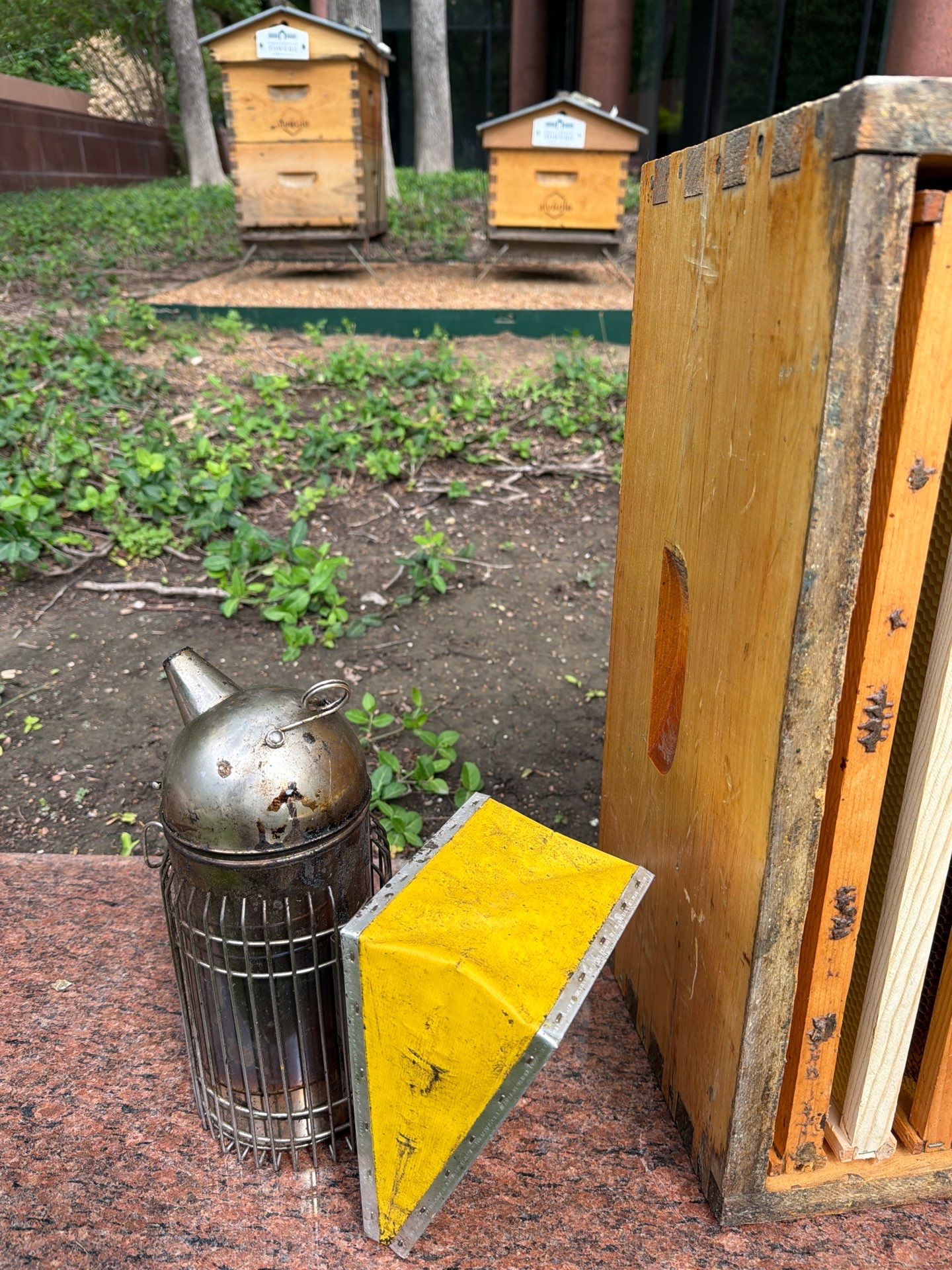 Urban Bees in North Dallas by Rockwall Honey Bee Company