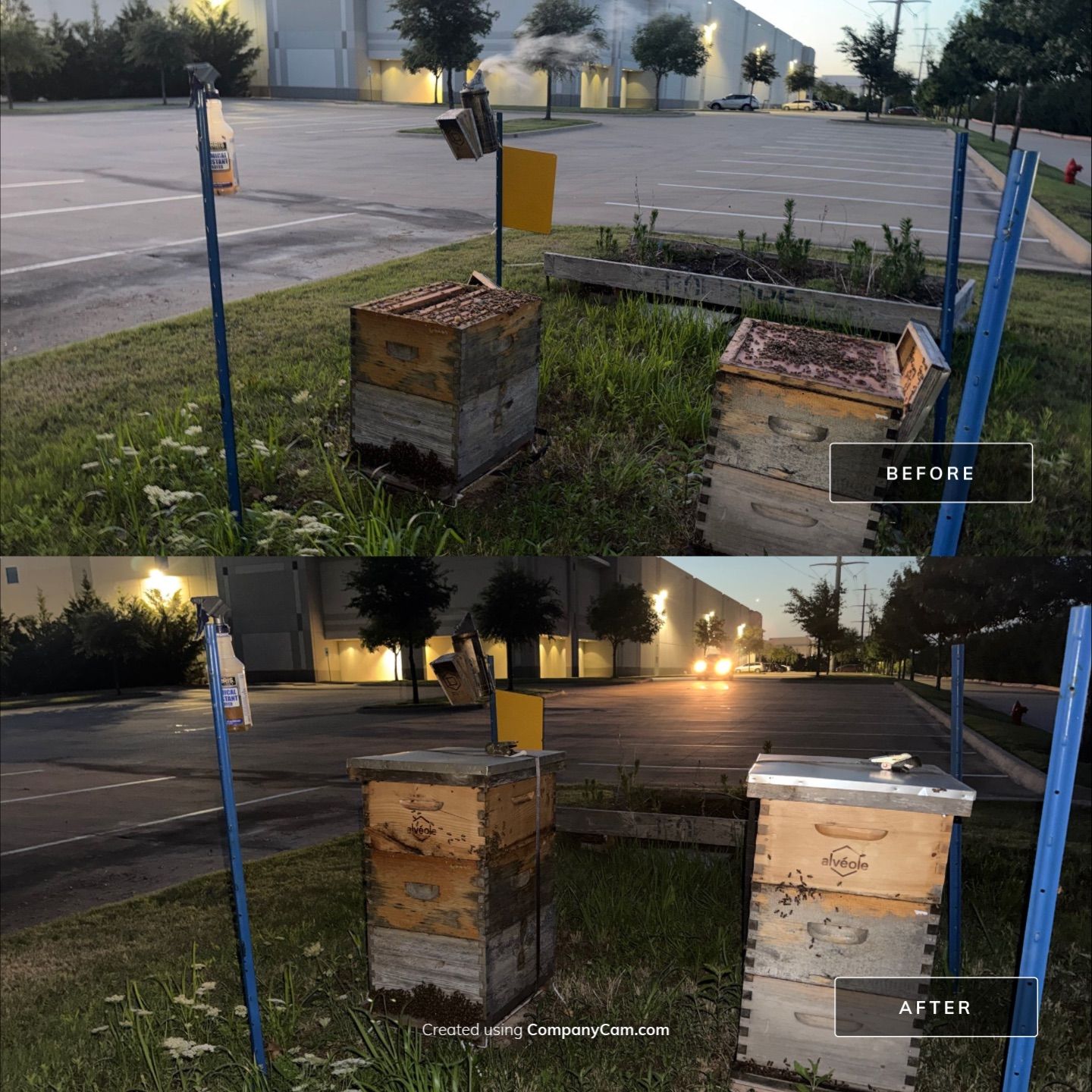 Bees by the Lot by Rockwall Honey Bee Company