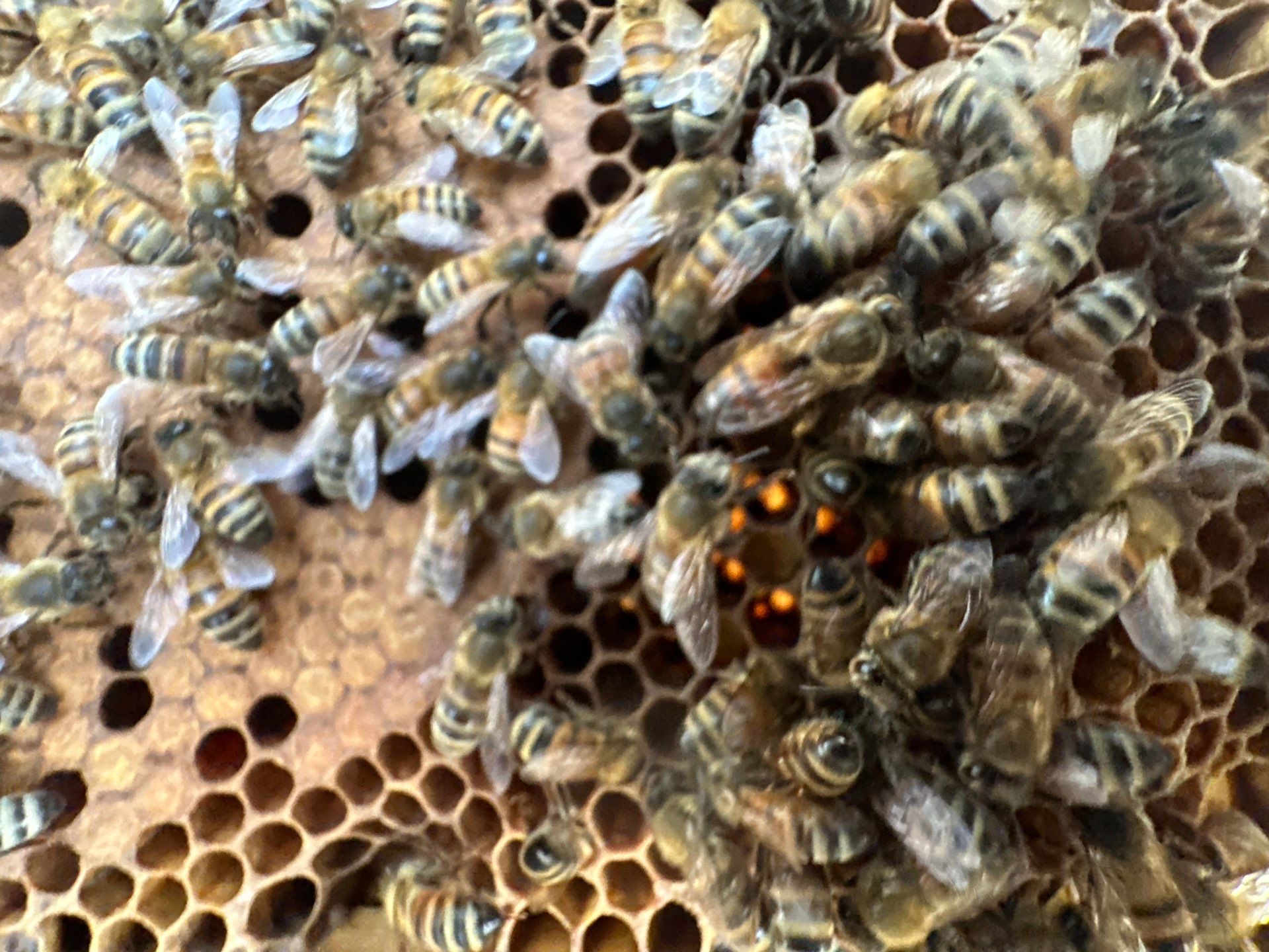 Tucked Away on McKinney Ave by Rockwall Honey Bee Company