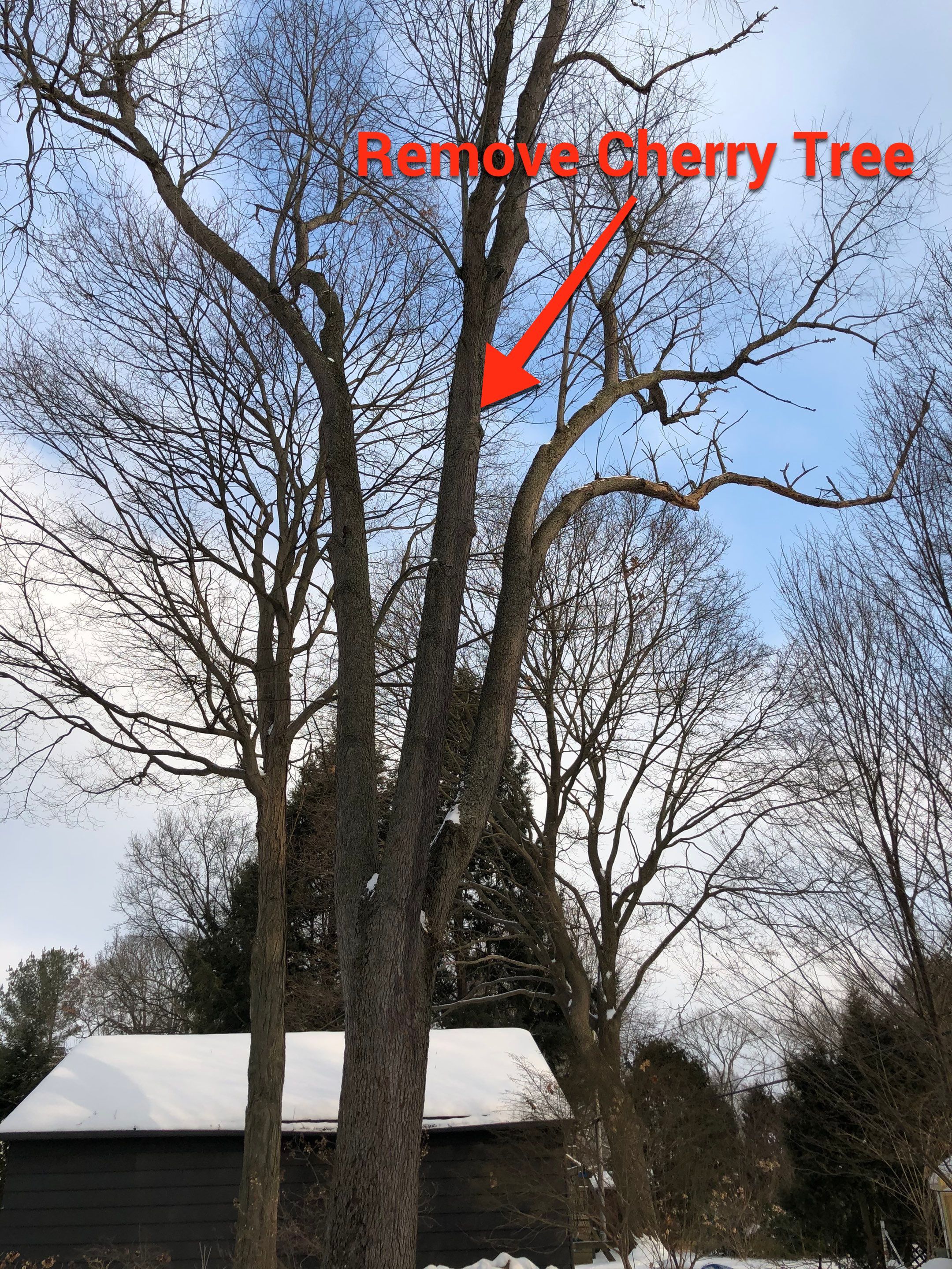 Firewood Delivery  using Seasoned Firewood by Mike Jones & Sons Tree Service LLC 