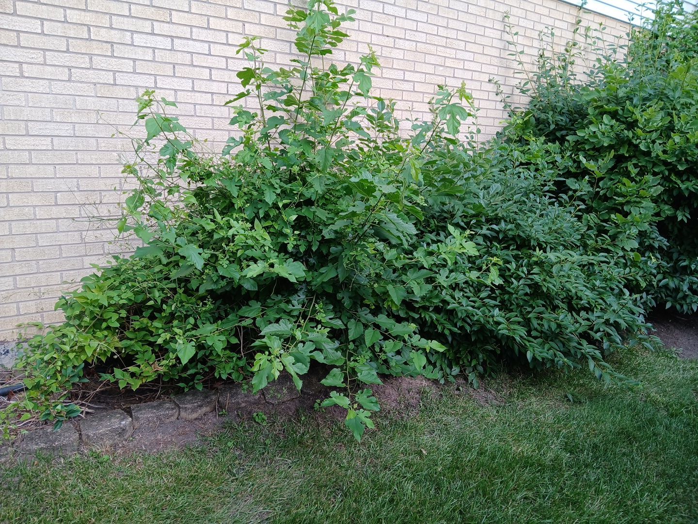 Andrew L. - Arlington Heights, IL by A&N
