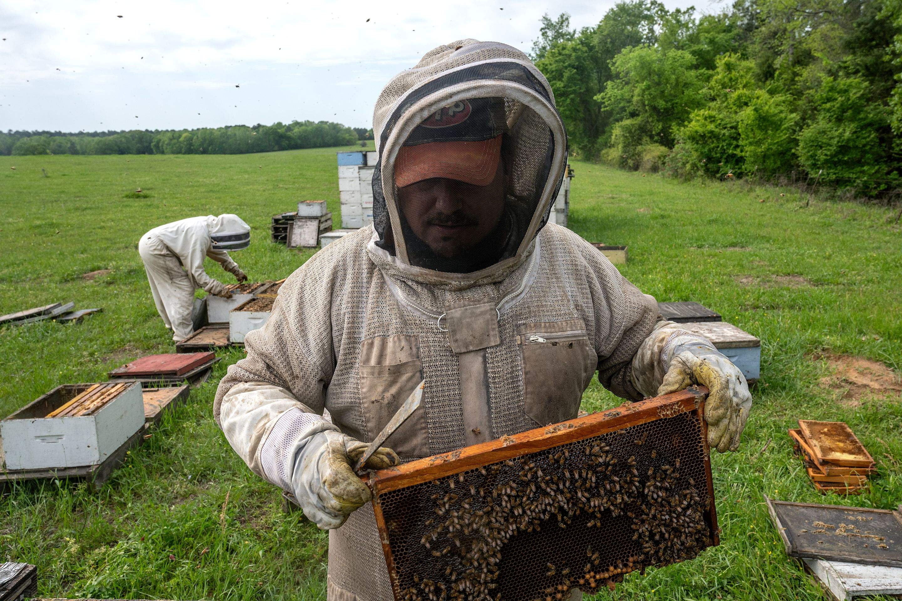 Splits in East Texas by Rockwall Honey Bee Company