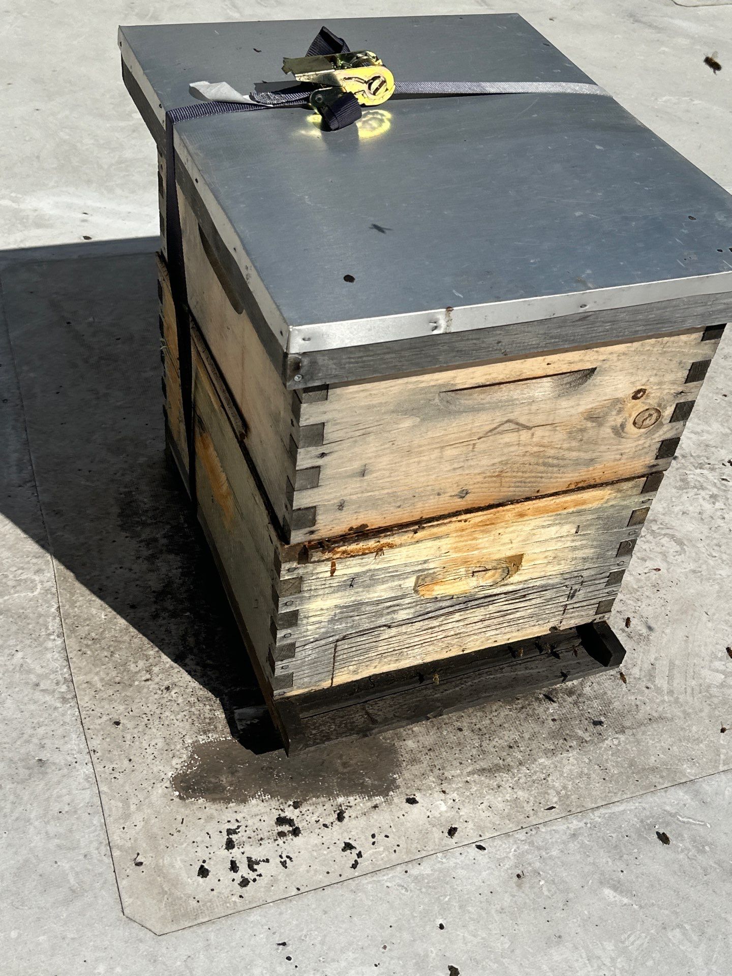 Anchovies on your Apiary by Rockwall Honey Bee Company