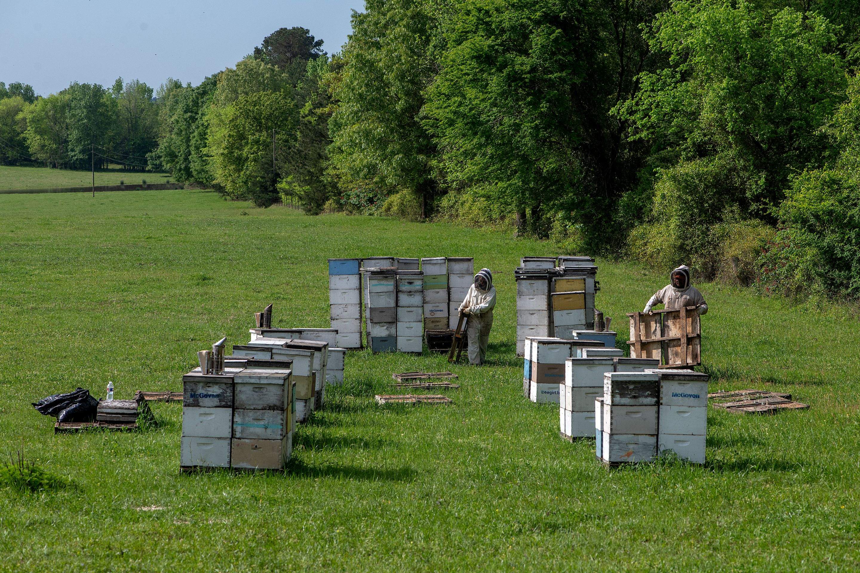 Splits in East Texas by Rockwall Honey Bee Company