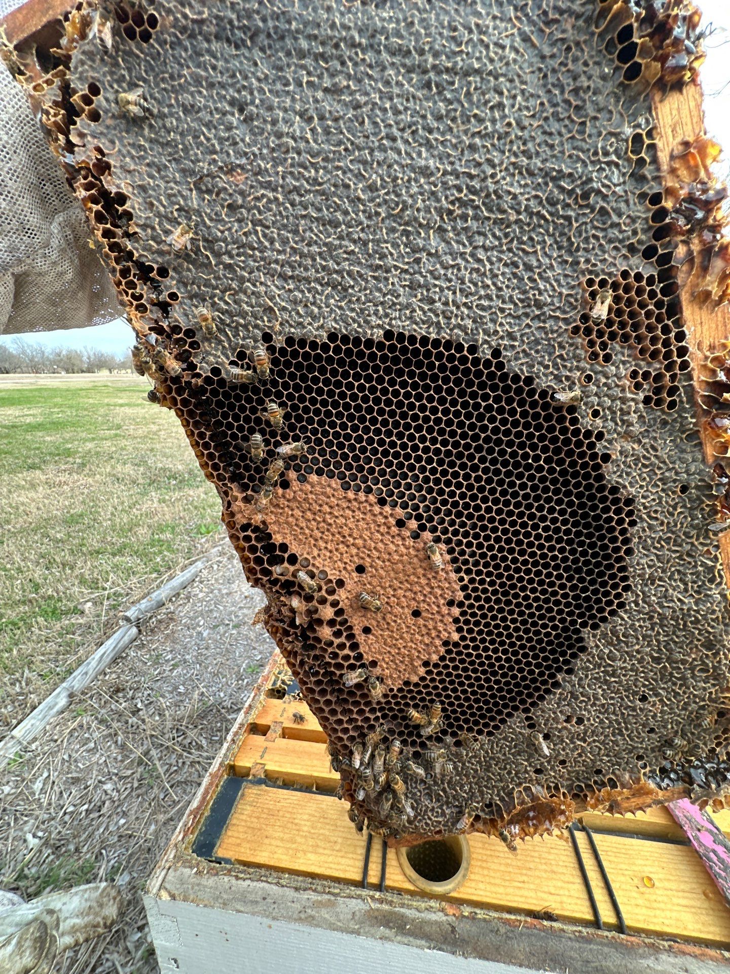Ag. Exemption Client in Wylie by Rockwall Honey Bee Company