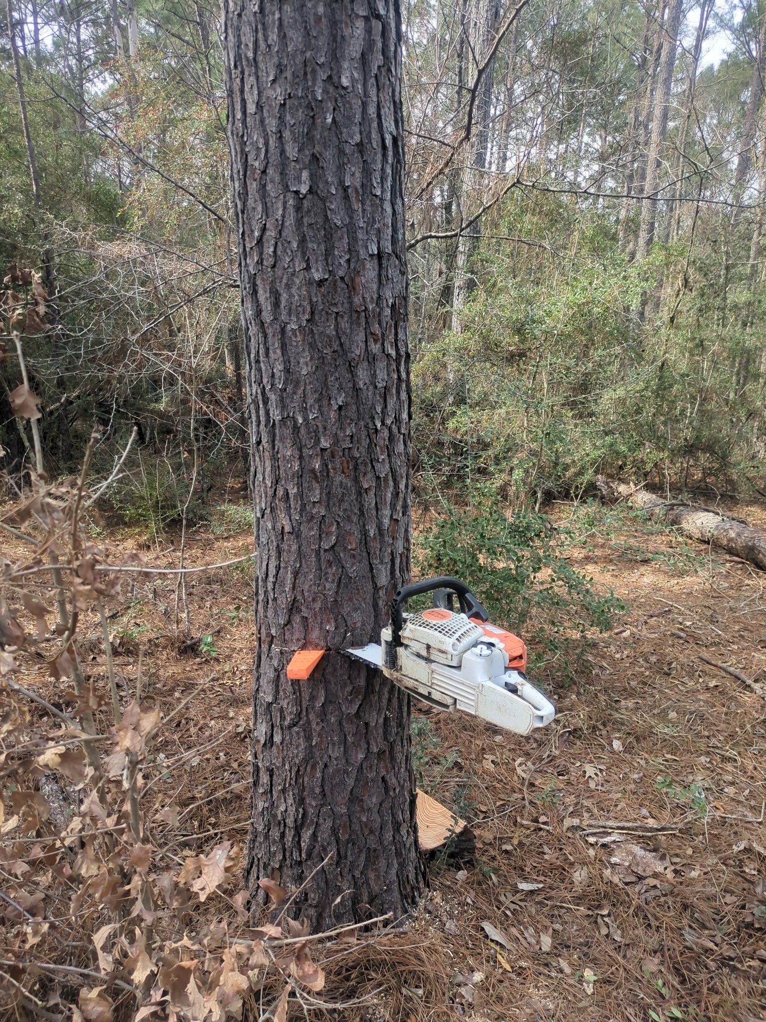 Saw Stuck In A Tree by Harden Enterprise Services LLC