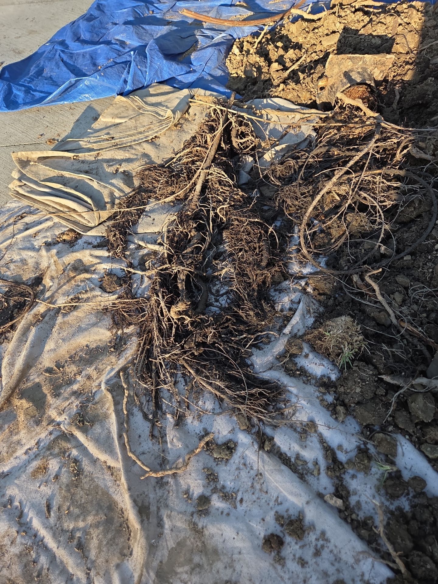 Area Drain Root Intrusion by Professional Plumbing Inc 