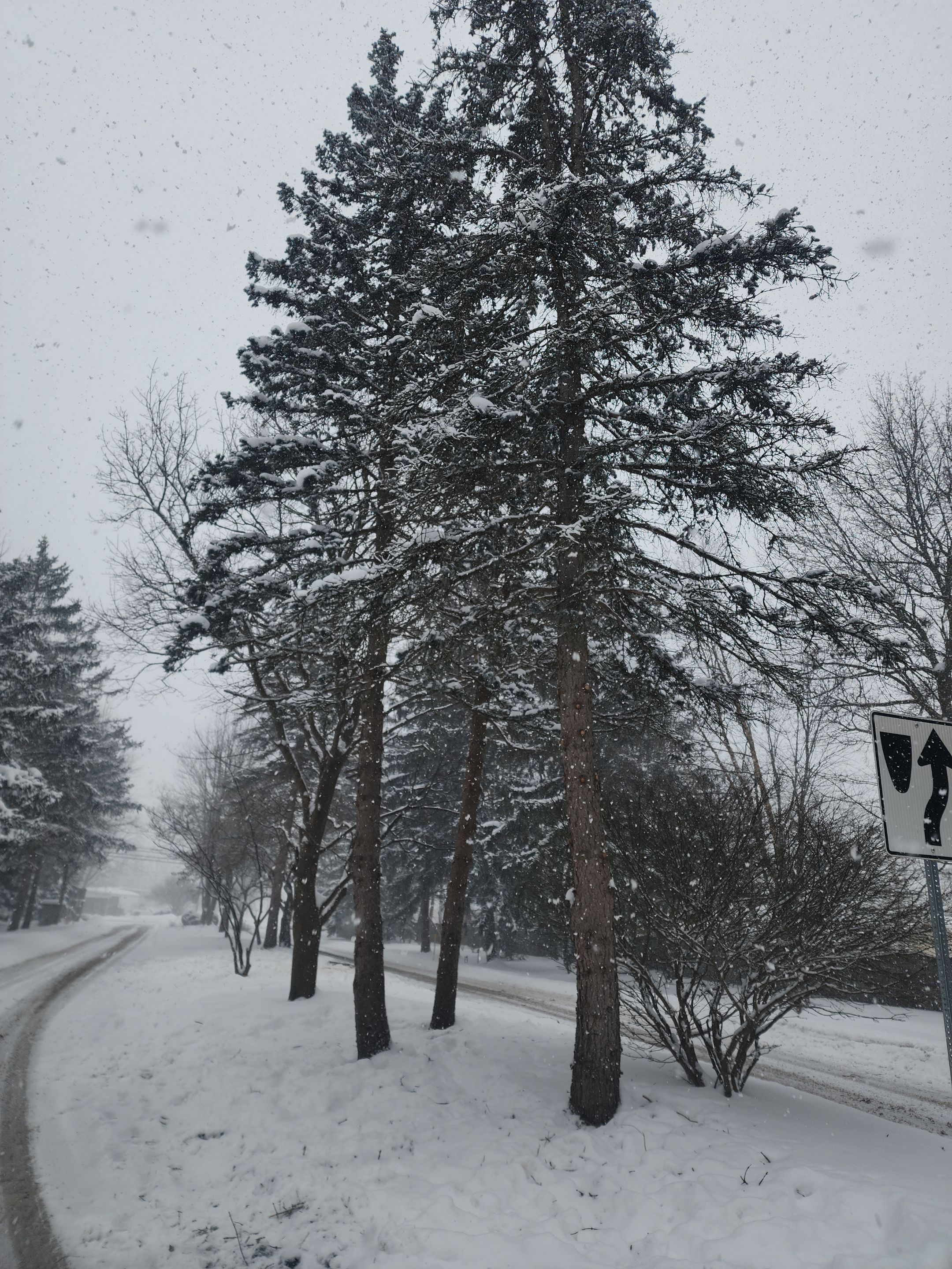 Tree Removal and Pruning by Treeman Tom LLC