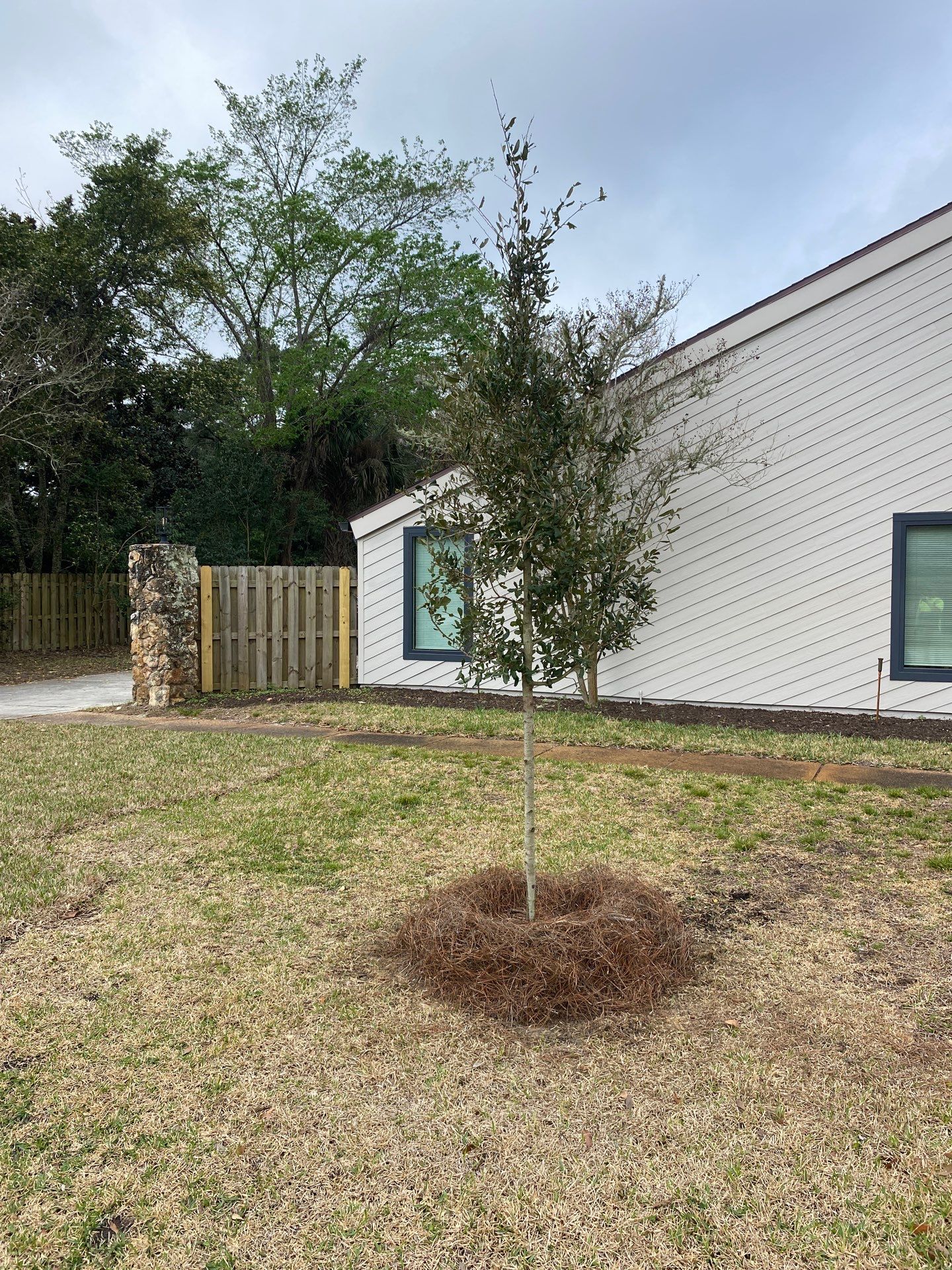 Deerwood Resident | Tree Install by ProGreen Services