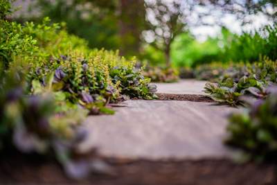 Southern Charm: Revitalizing a Cottage Garden