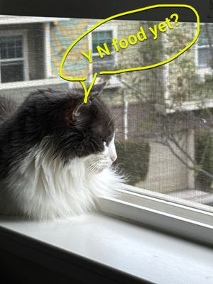 Hi Friend 🐱‍👓 using Thumbs