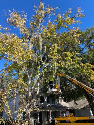 Residential | Tree Service