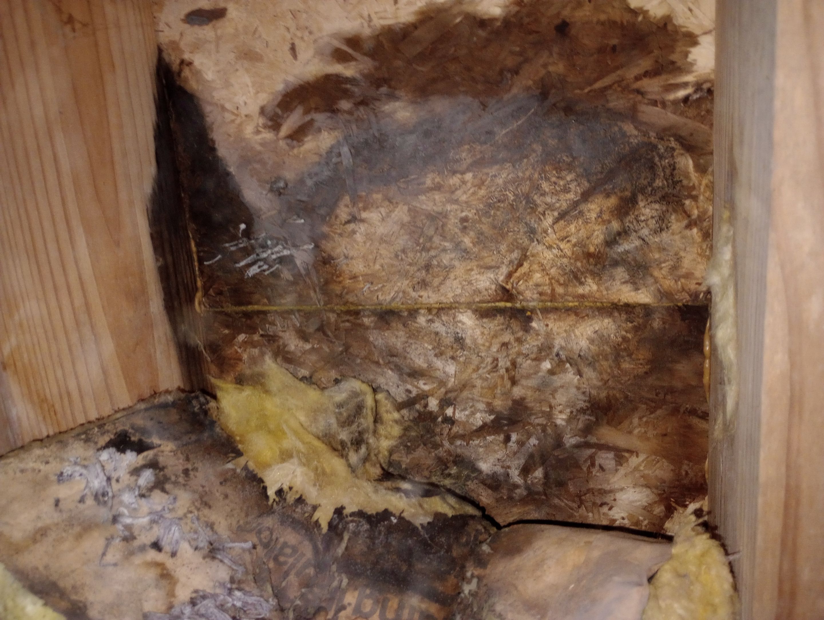 Crawlspace Mold Contamination by ANR Restoration