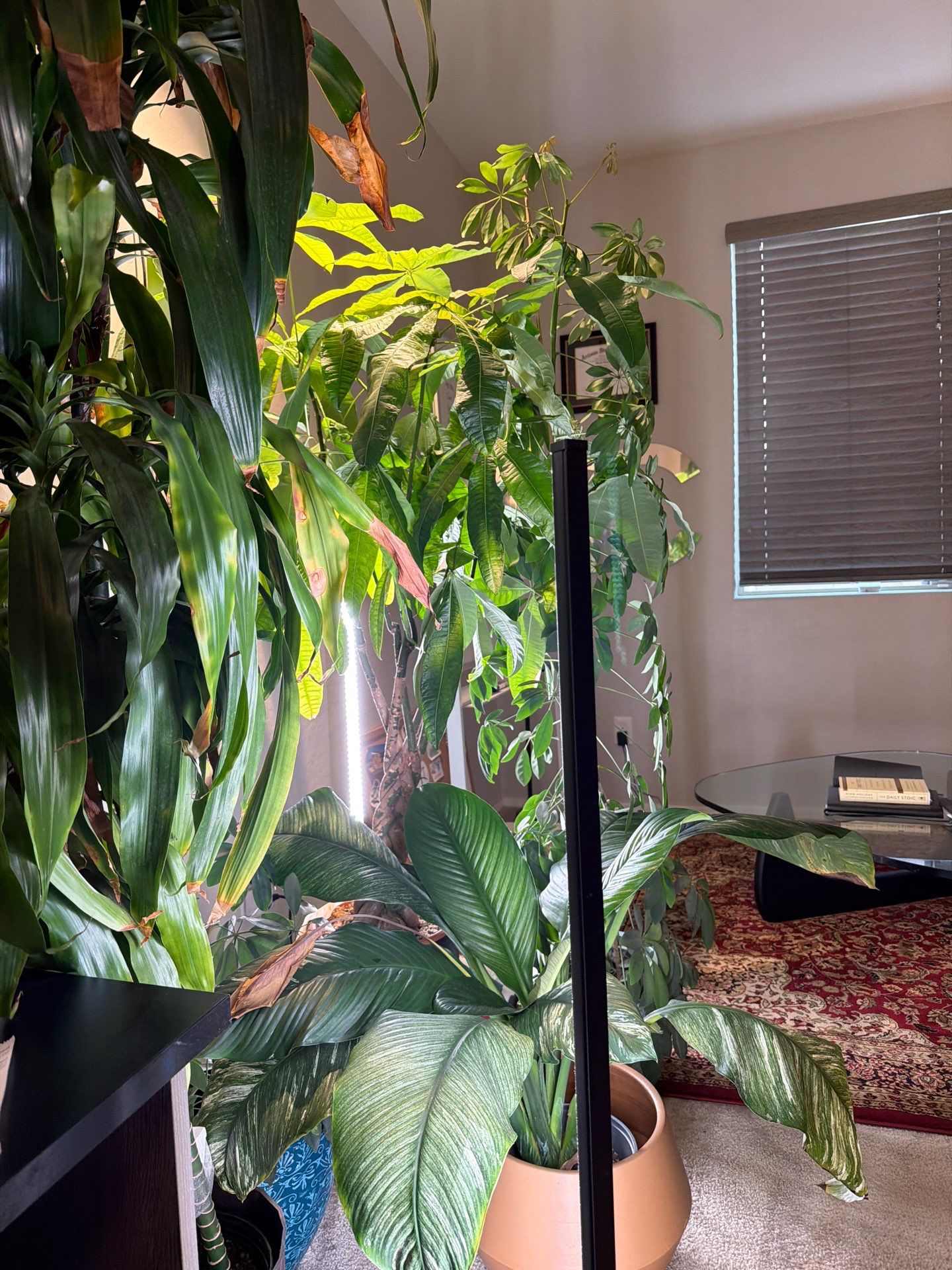 Professional Home Office Setup and Indoor Plant Arrangement in Phoenix by CompanyCam Sales Demo