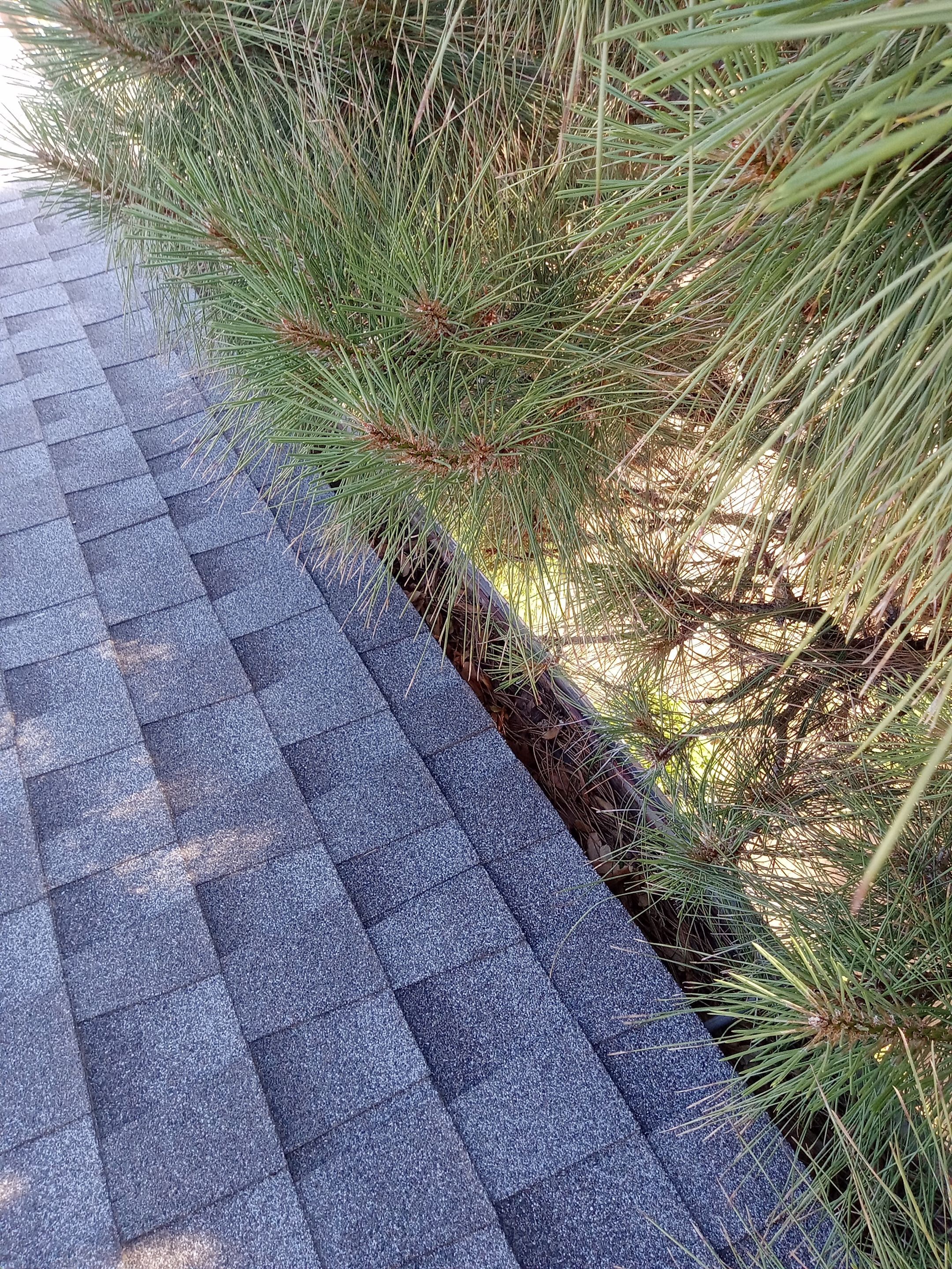Commercial gutter cleaning Santa Fe, NM before photo with filled gutters