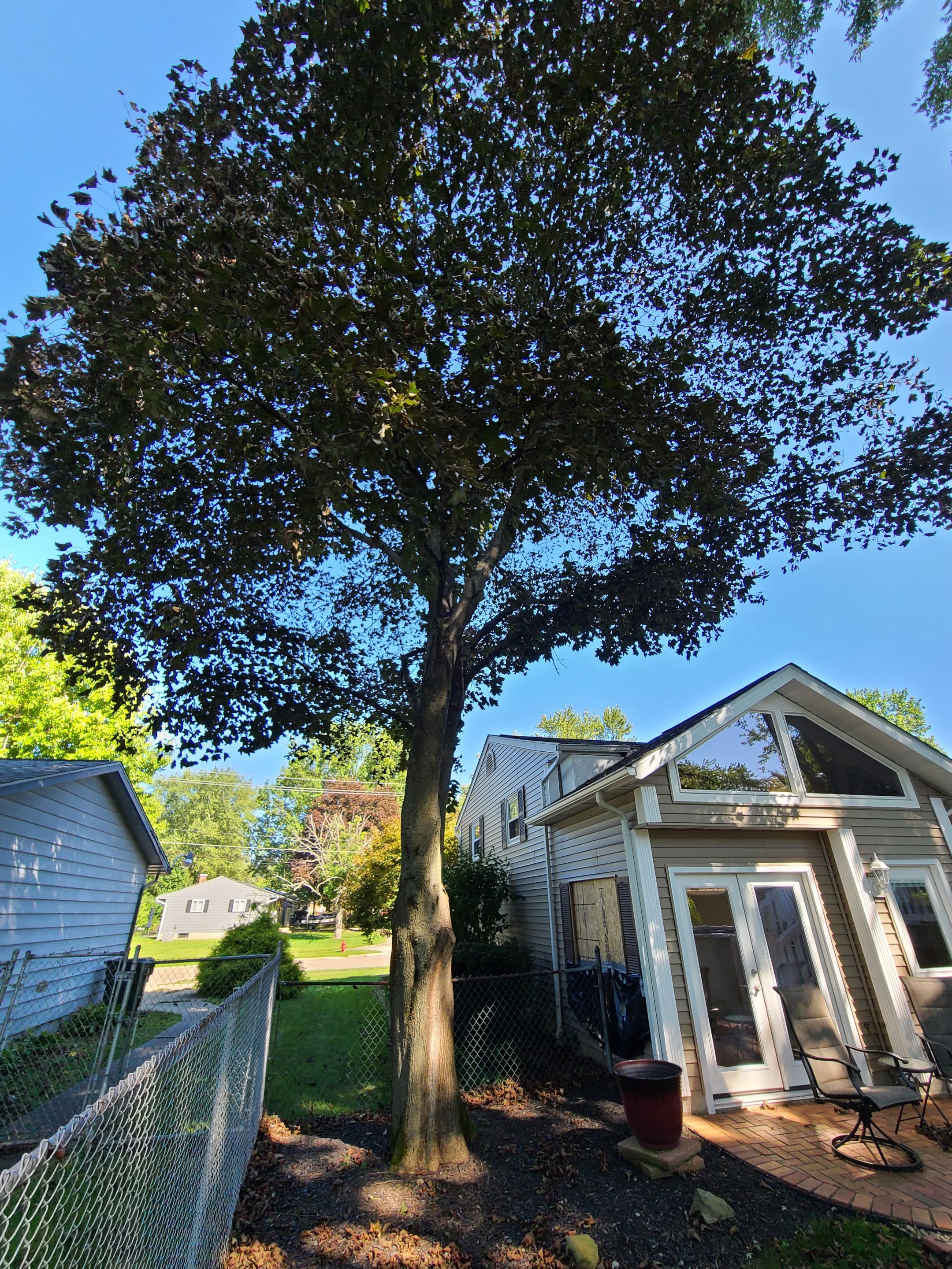Oak Tree Removal by Mike Jones & Sons Tree Service LLC 