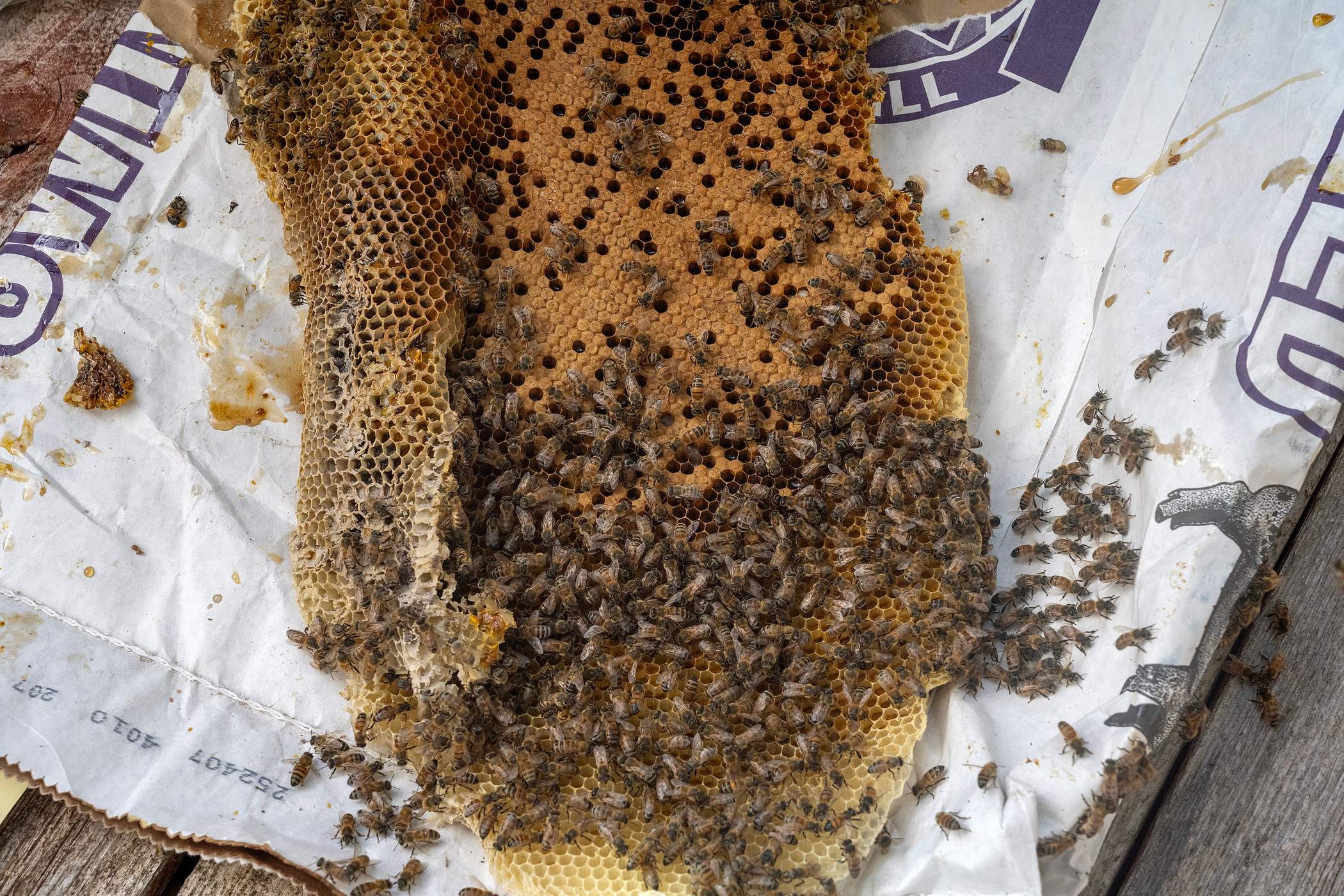 Brick Column by Rockwall Honey Bee Company