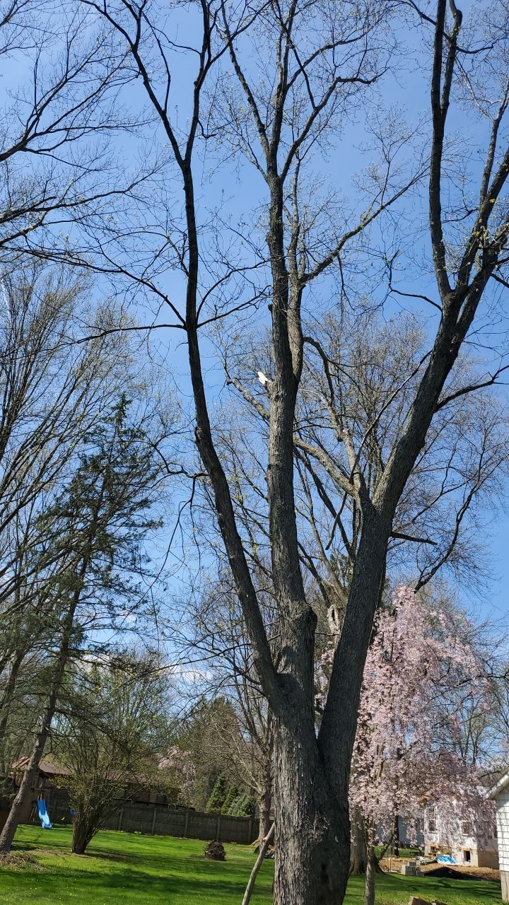 Tree Removal using Tree Removal by Mike Jones & Sons Tree Service LLC 