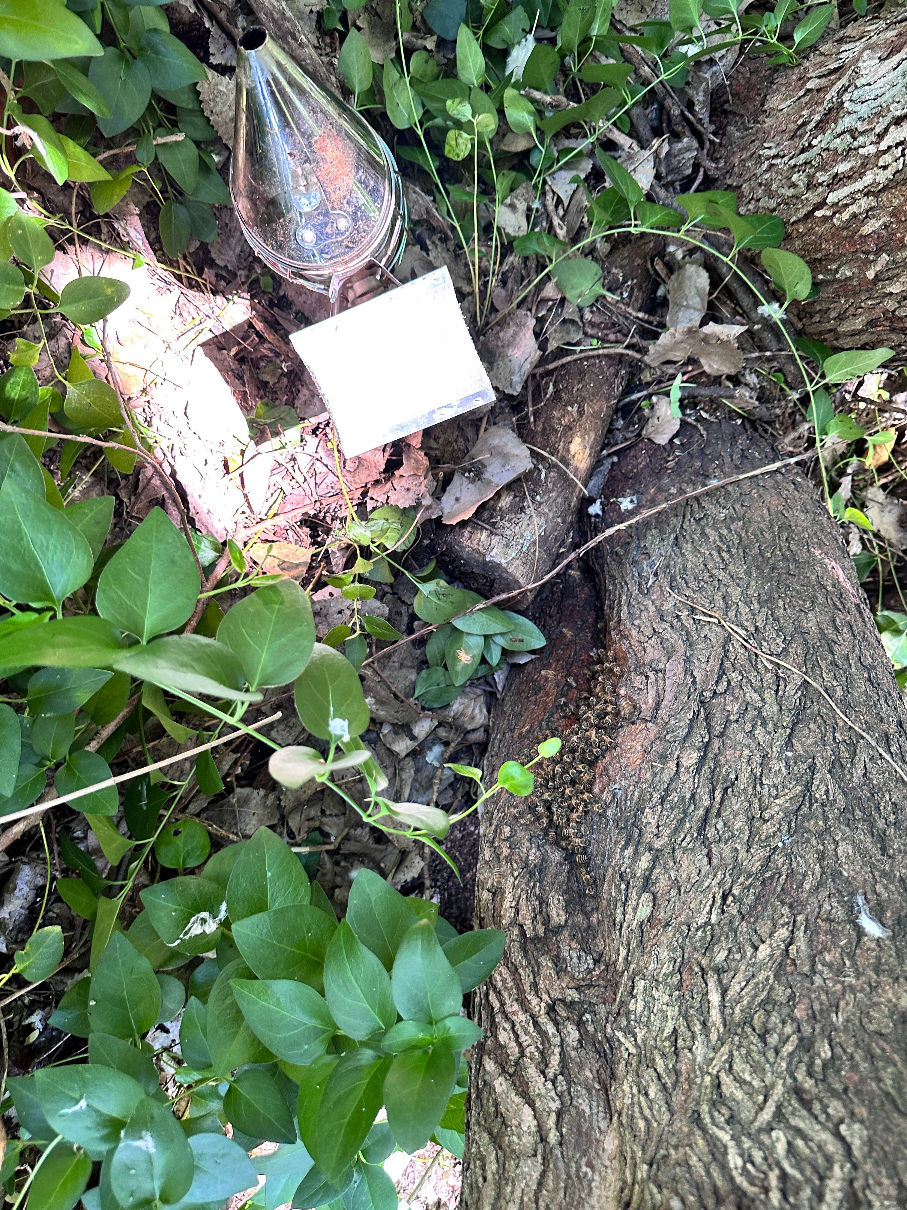 Two Colonies, One Property by Rockwall Honey Bee Company