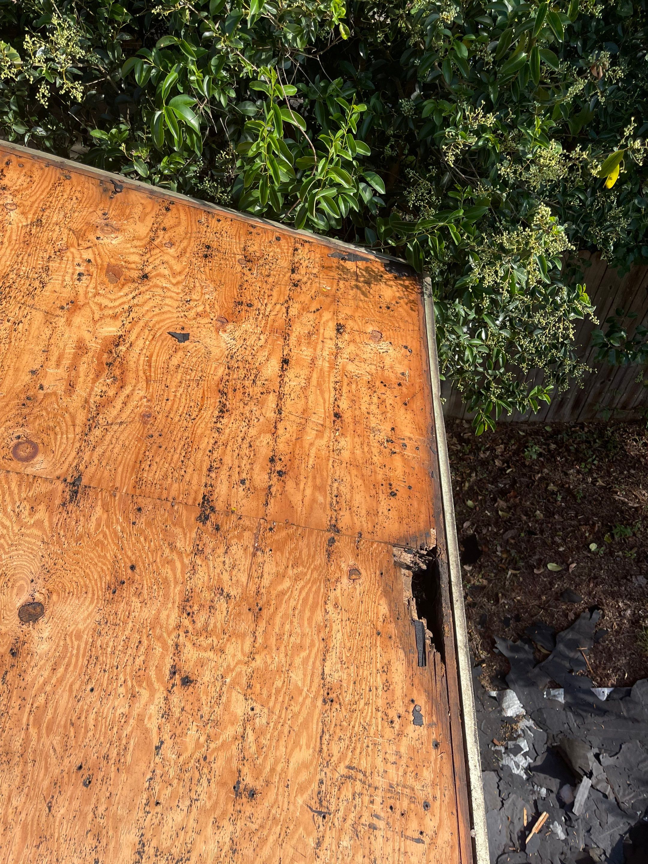 Silver Birch Shingles by Reimagine Roofing