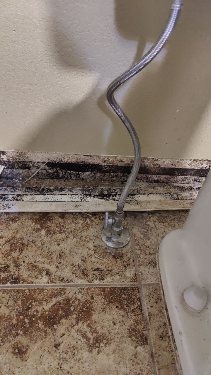 Water Damage and Mold Remediation by Accountable Home Services