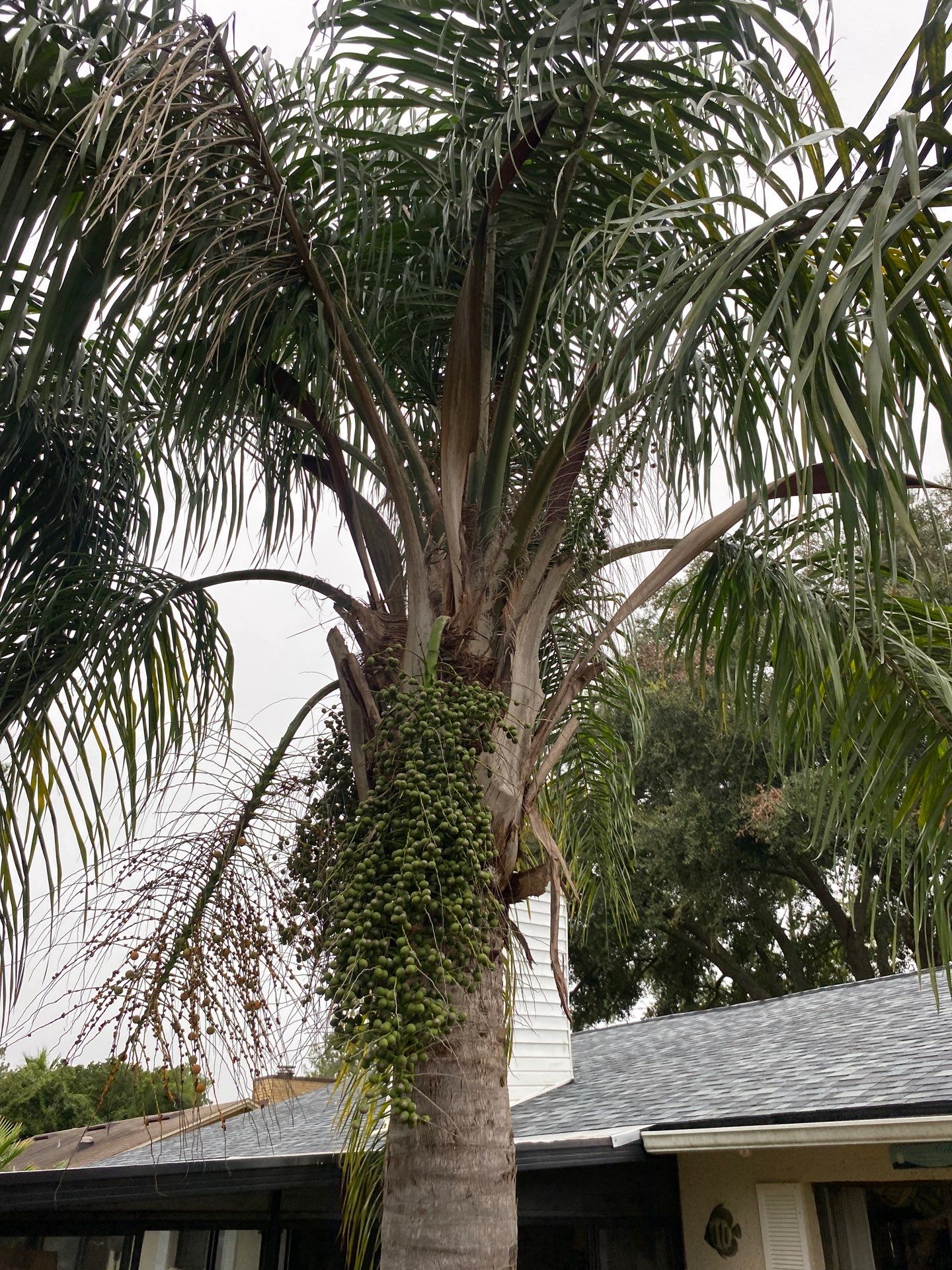 Tree Trimming | Residential by ProGreen Services