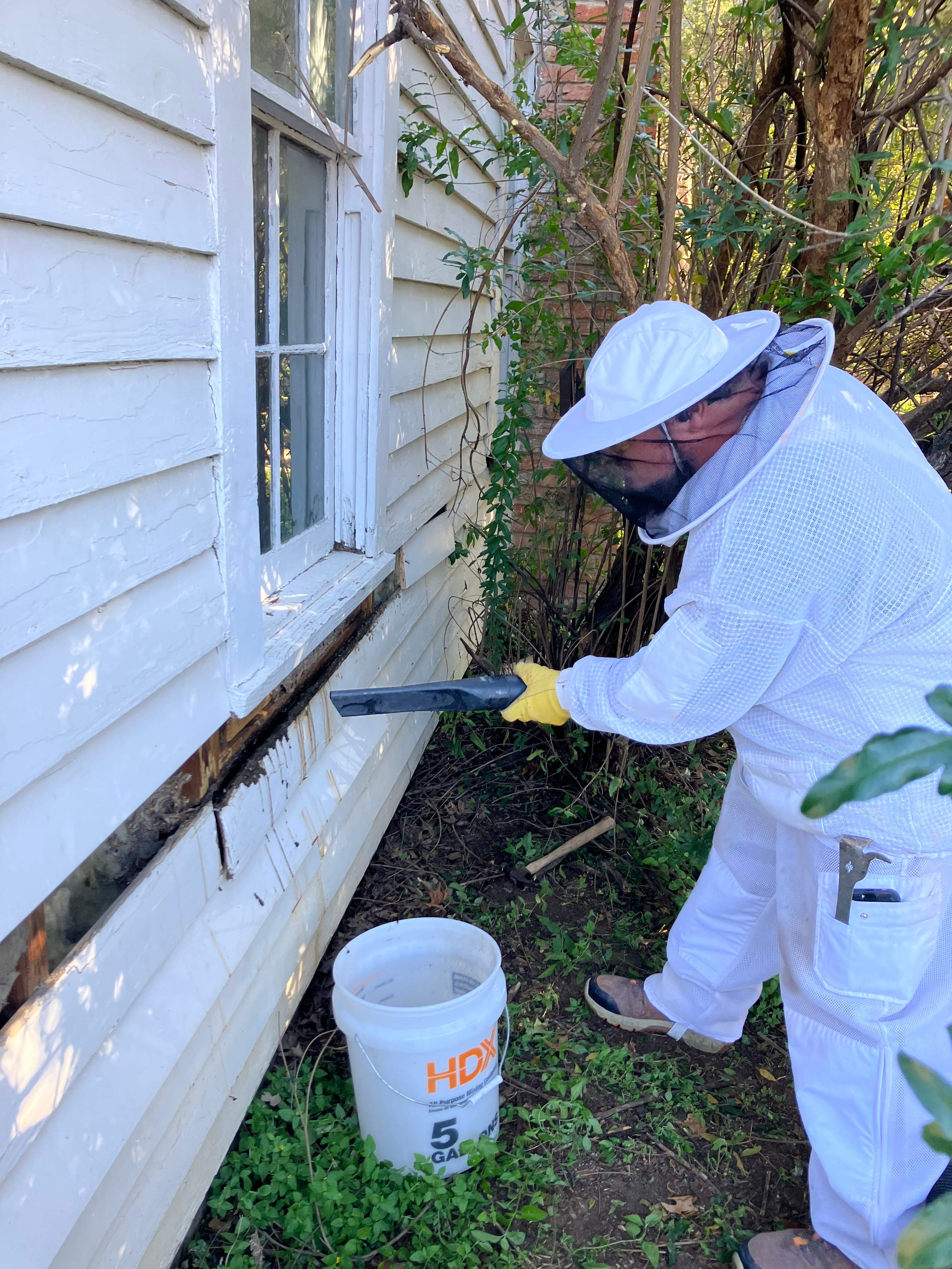 Yellowjackets at City Park by Rockwall Honey Bee Company