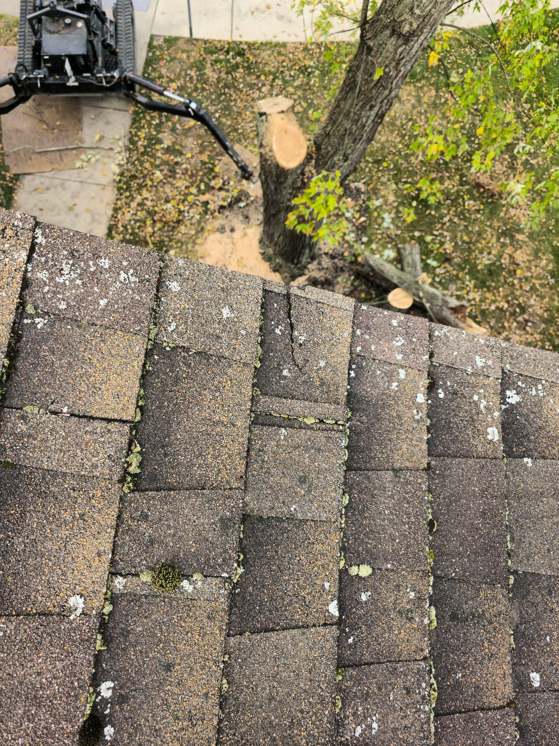 Emergency Job: Removal of Branch by Treeman Tom LLC