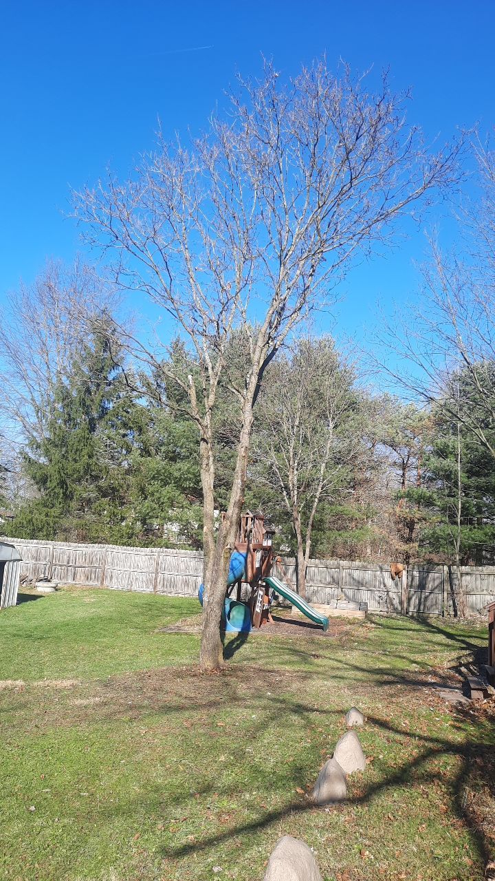 Tree Trimming using Tree Pruing by Mike Jones & Sons Tree Service LLC 