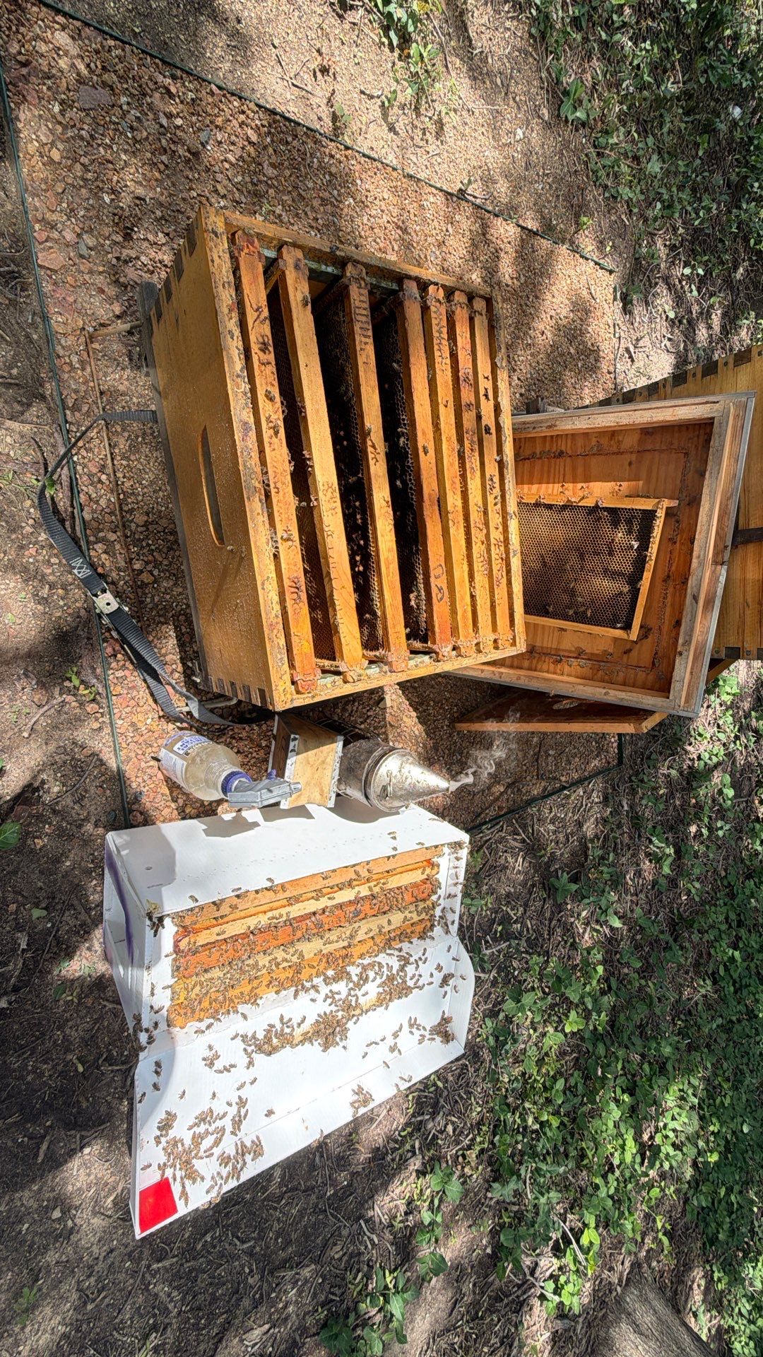Urban Bees in North Dallas by Rockwall Honey Bee Company