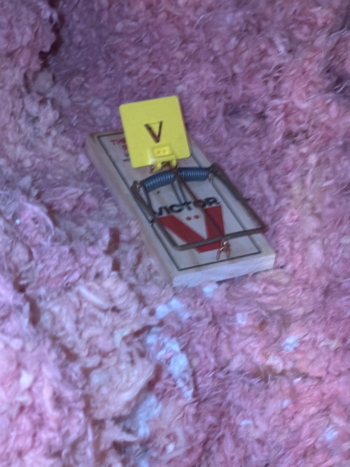 Rodent snap trap set in attic insulation on a Frisco TX home