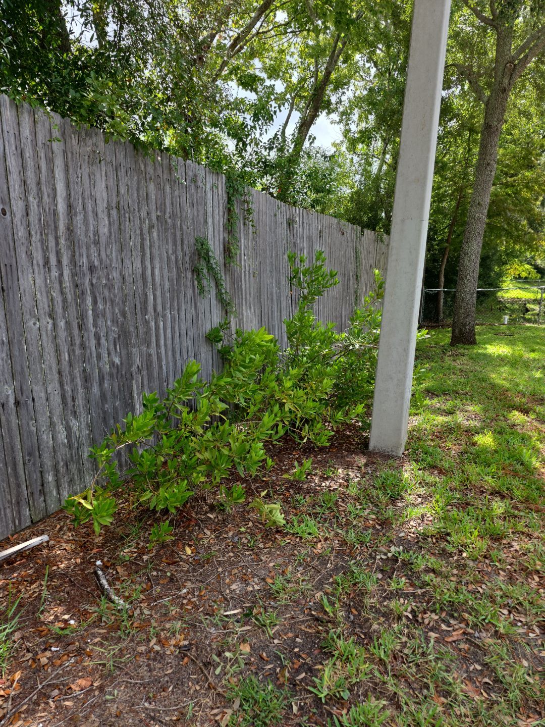 Commercial Property | Tree Removal & Trimming by ProGreen Services