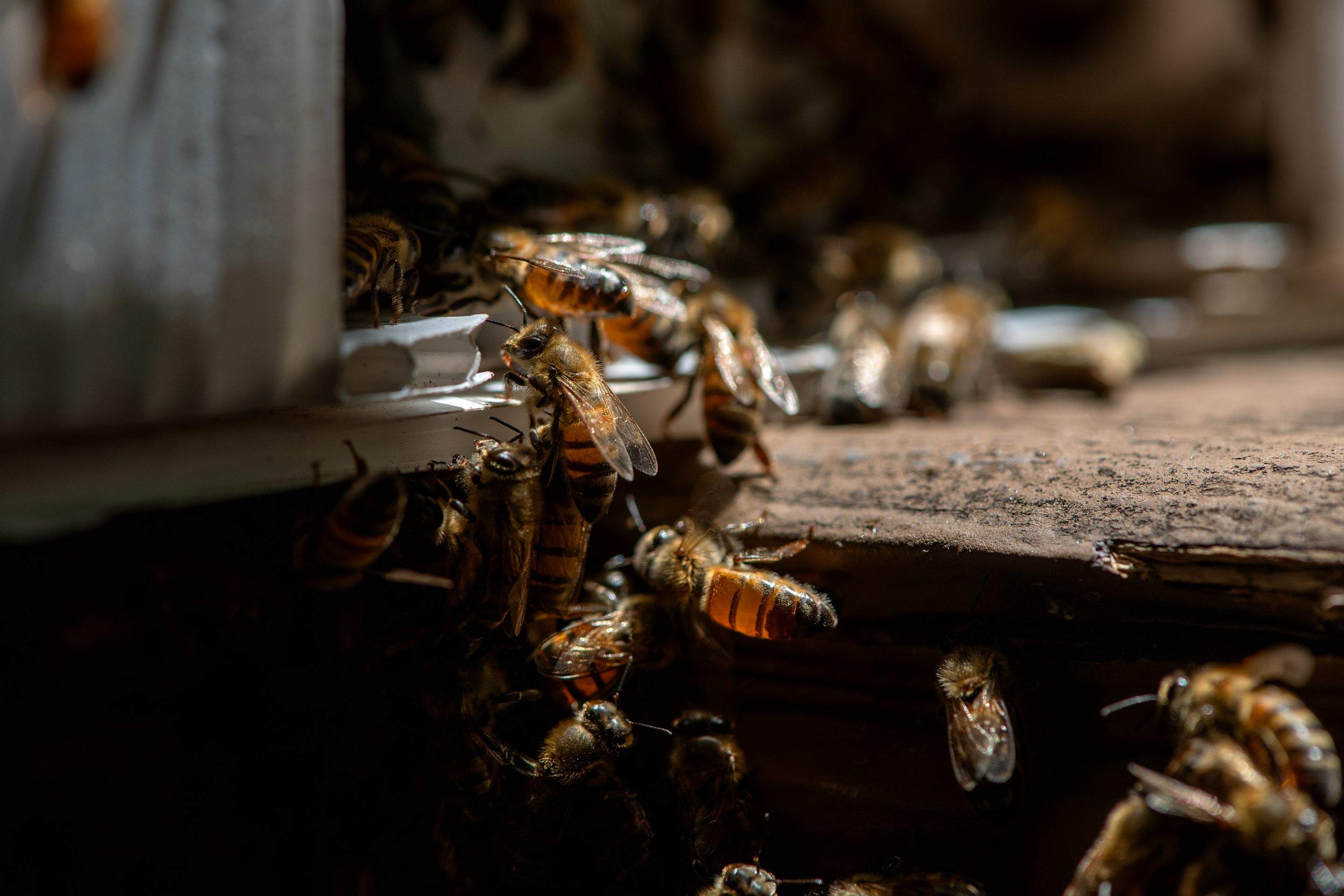 Condo Patio by Rockwall Honey Bee Company