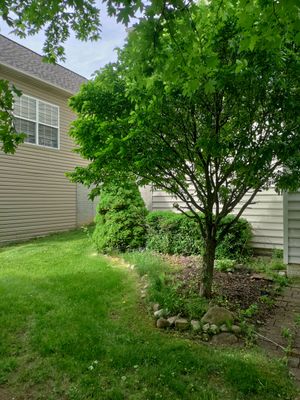 Tree Removal using Tree Removal