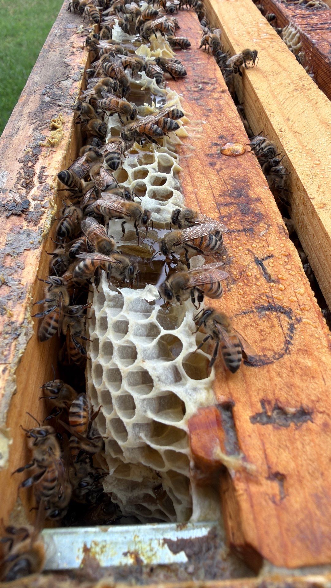 Allen Company by Rockwall Honey Bee Company