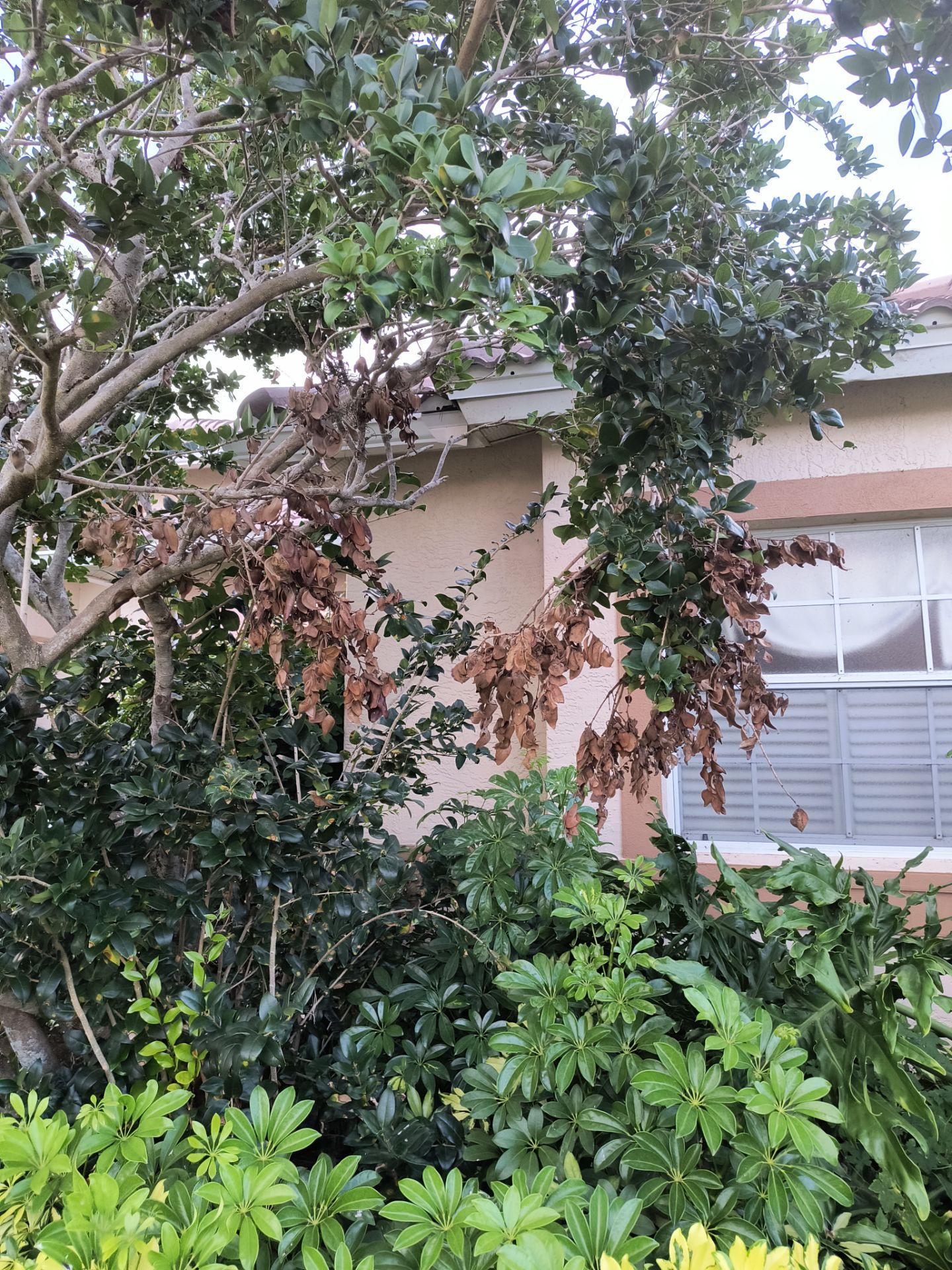 7 inch seamless gutters using K-Style Seamless Gutters in Sarasota FL by Gutter Professors