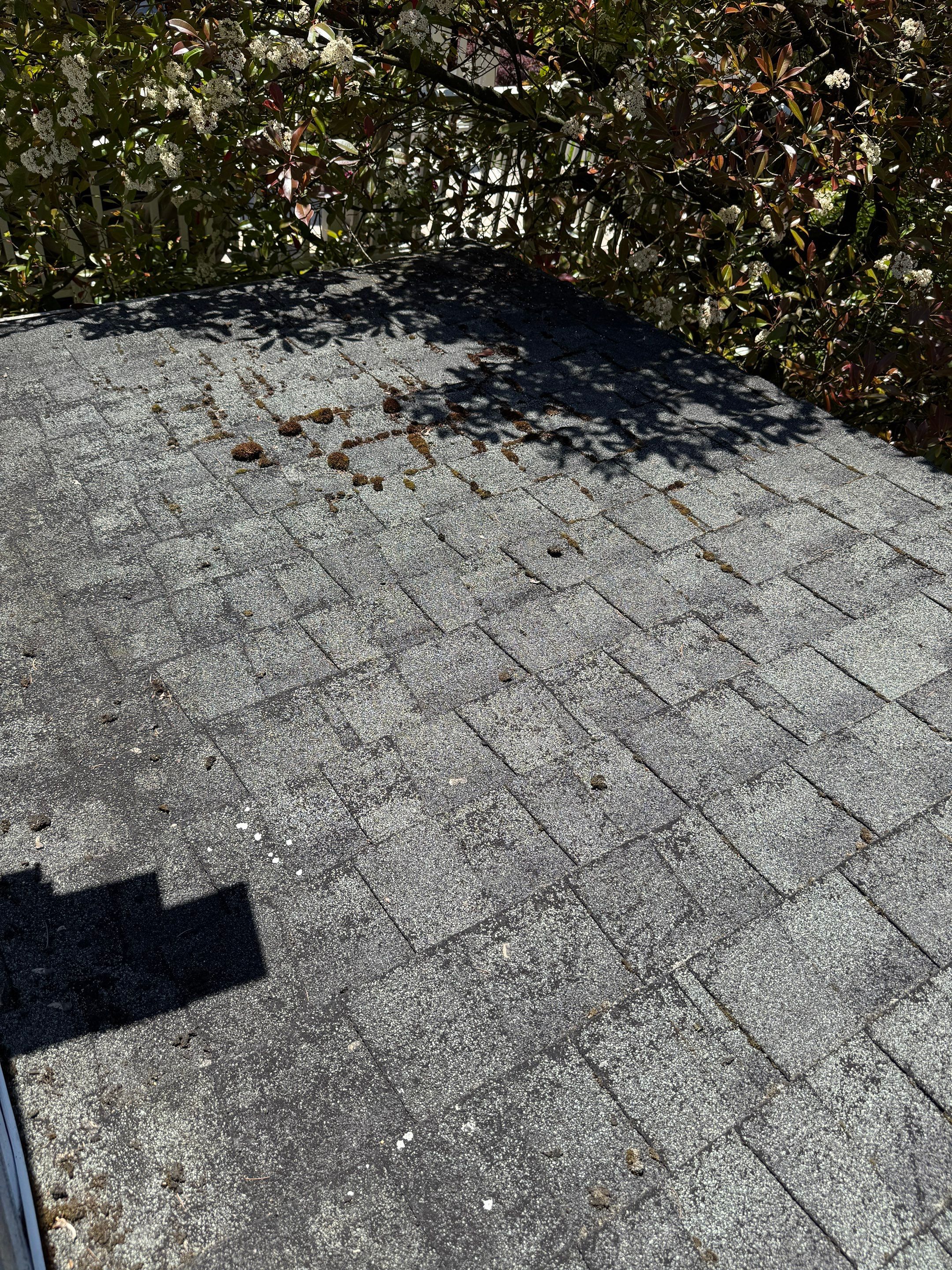 Soft Wash Shingles & Siding - Gutter Cleaning - Fascia Painting  by YVR Construction Group