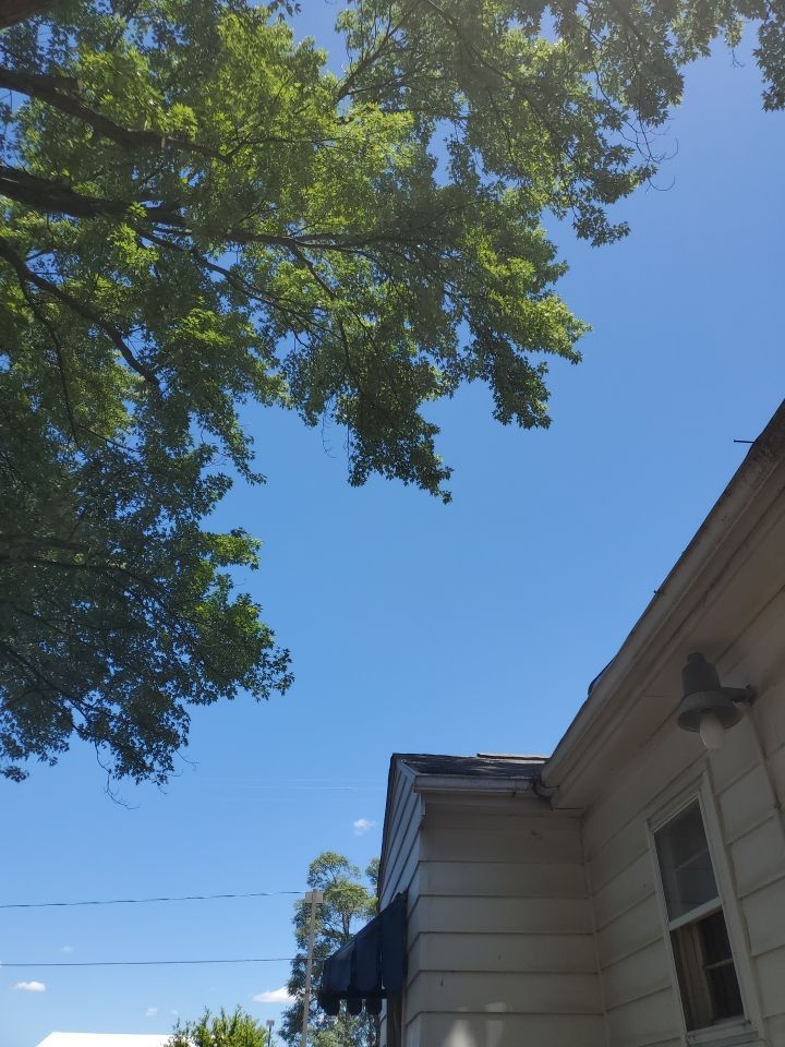 Tree Trimming using Tree Pruing by Mike Jones & Sons Tree Service LLC 