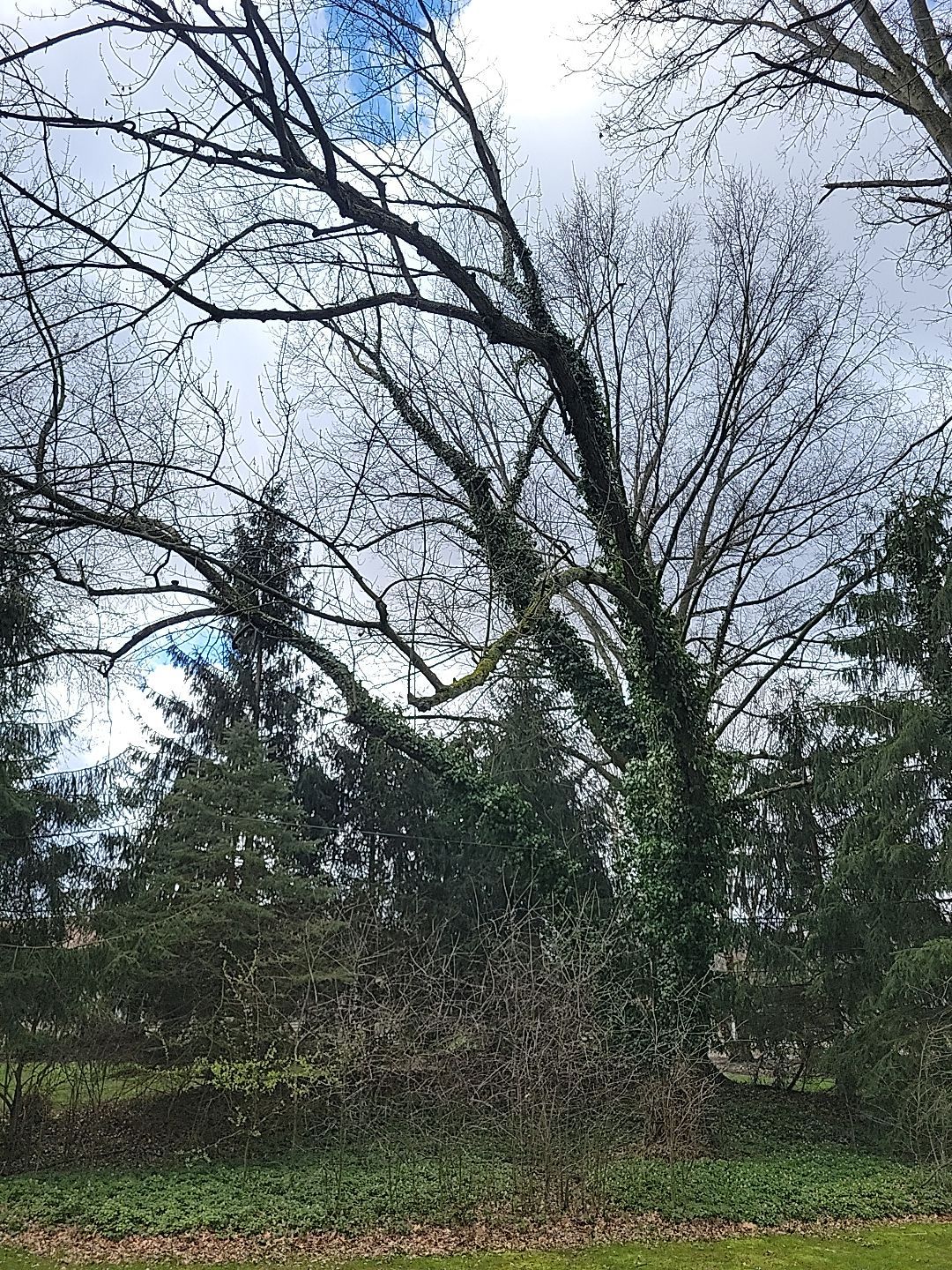 Tree Trimming using Tree Pruing by Mike Jones & Sons Tree Service LLC 